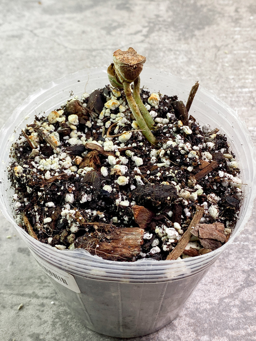 Anthurium Clarinervium x Pedatoradiatum Rooted node