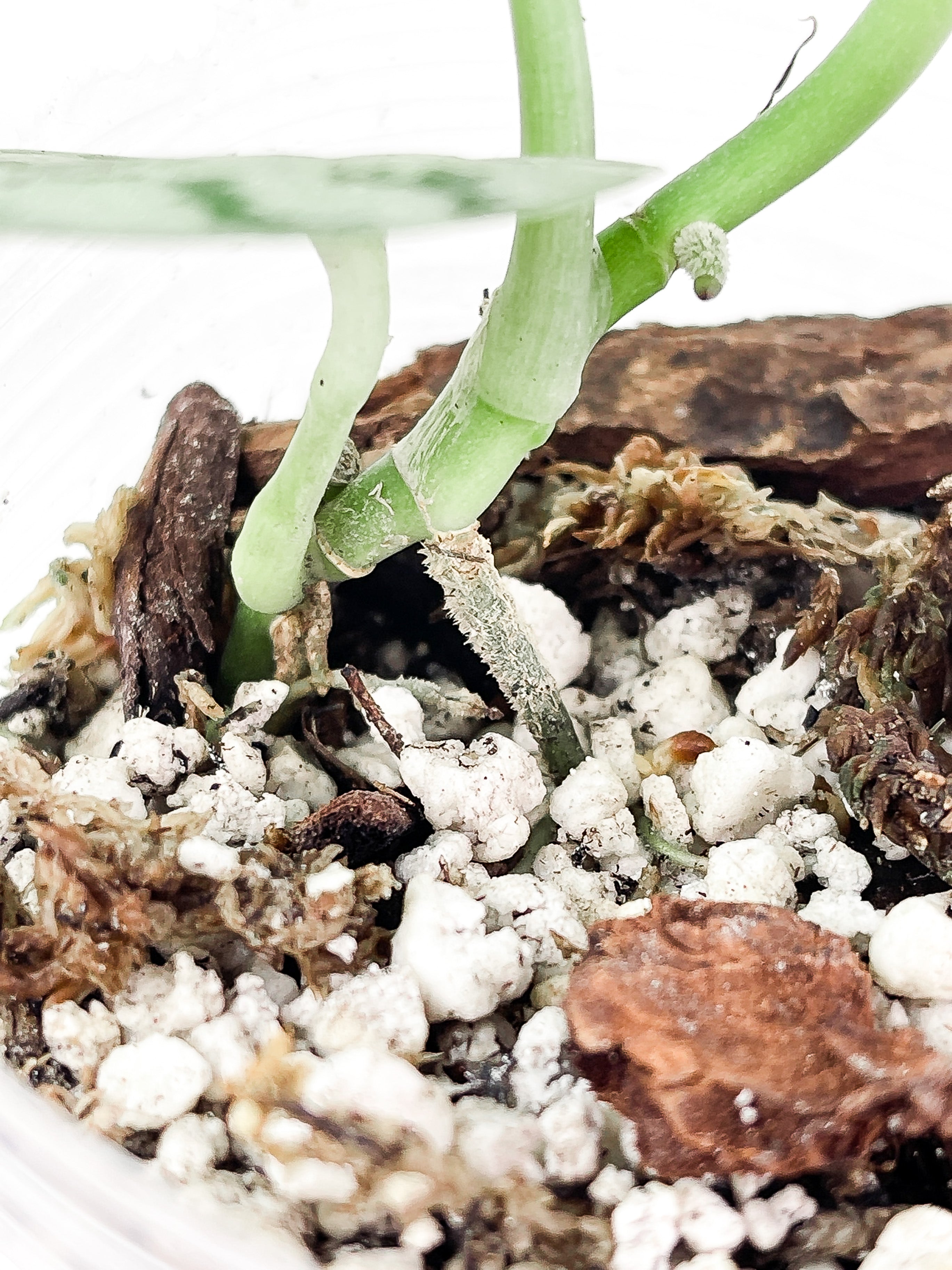 Scindapsus Silver Lady 4 leaves rooted