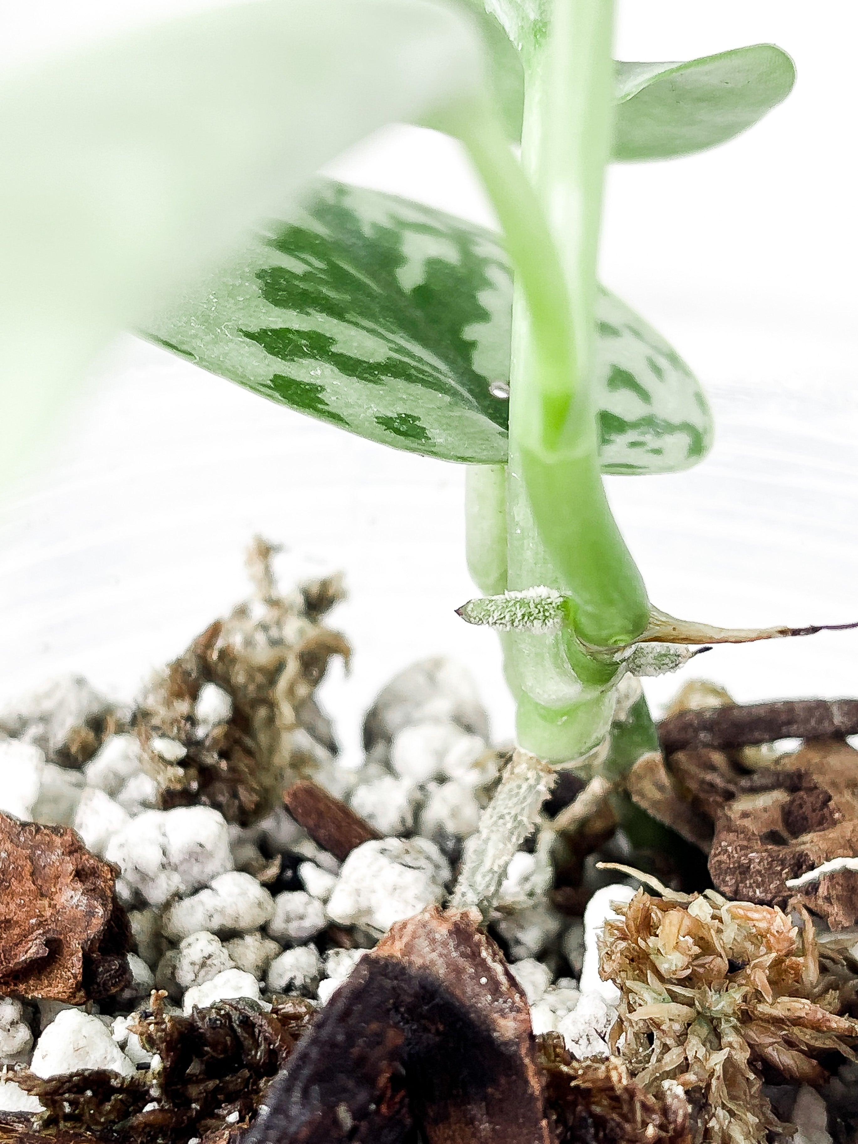 Scindapsus Silver Lady 4 leaves rooted