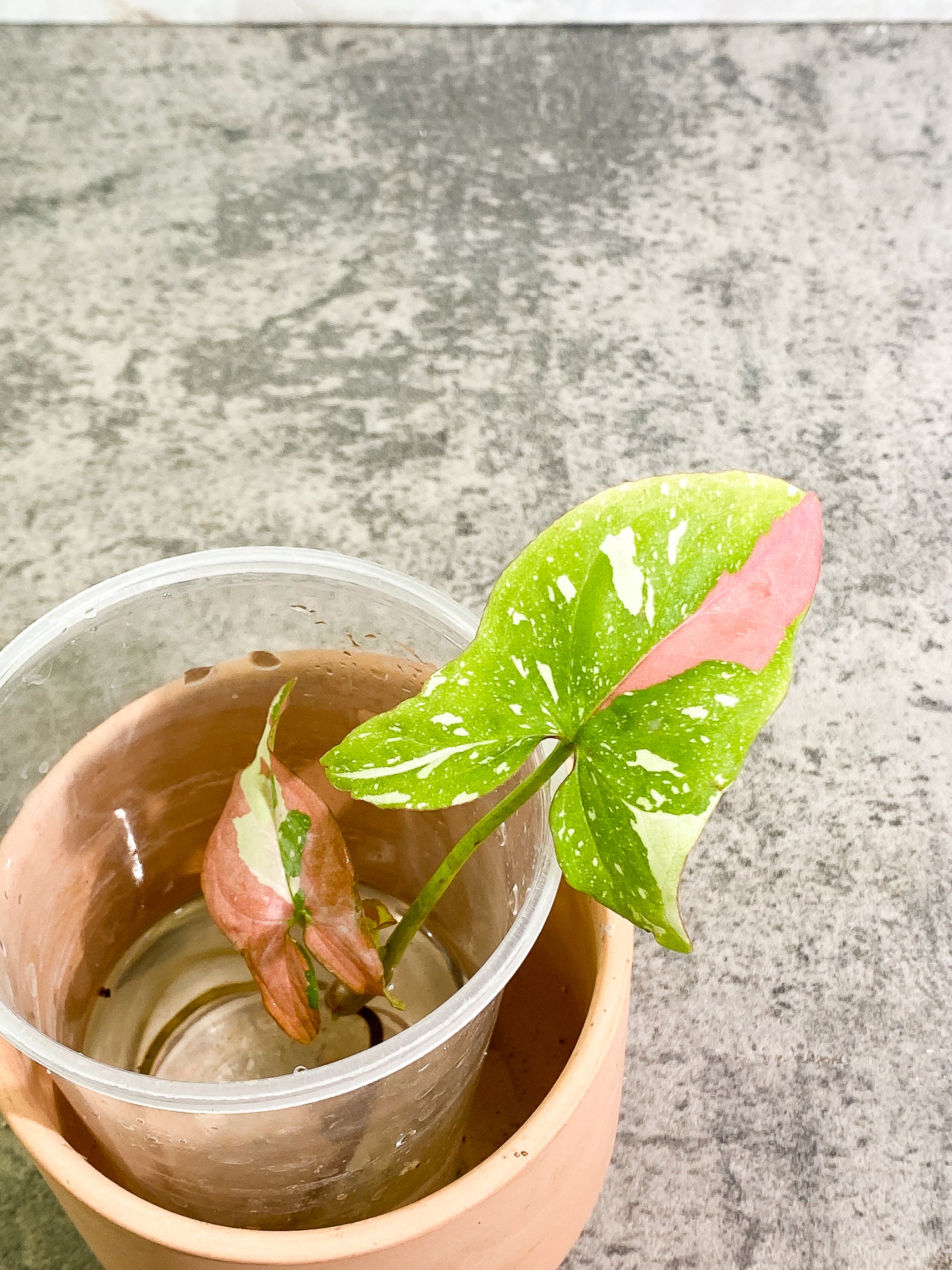 Red Spot Tricolor Syngonium top cut orders