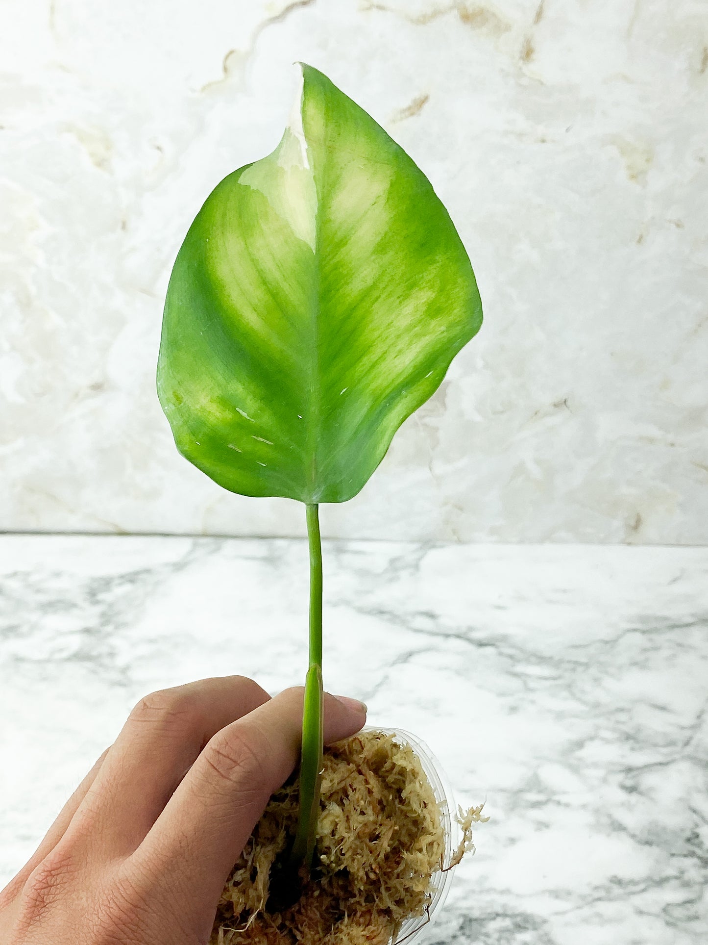 Reserved plant: Philodendron White Princess rooting 1 leaf,1 sprout