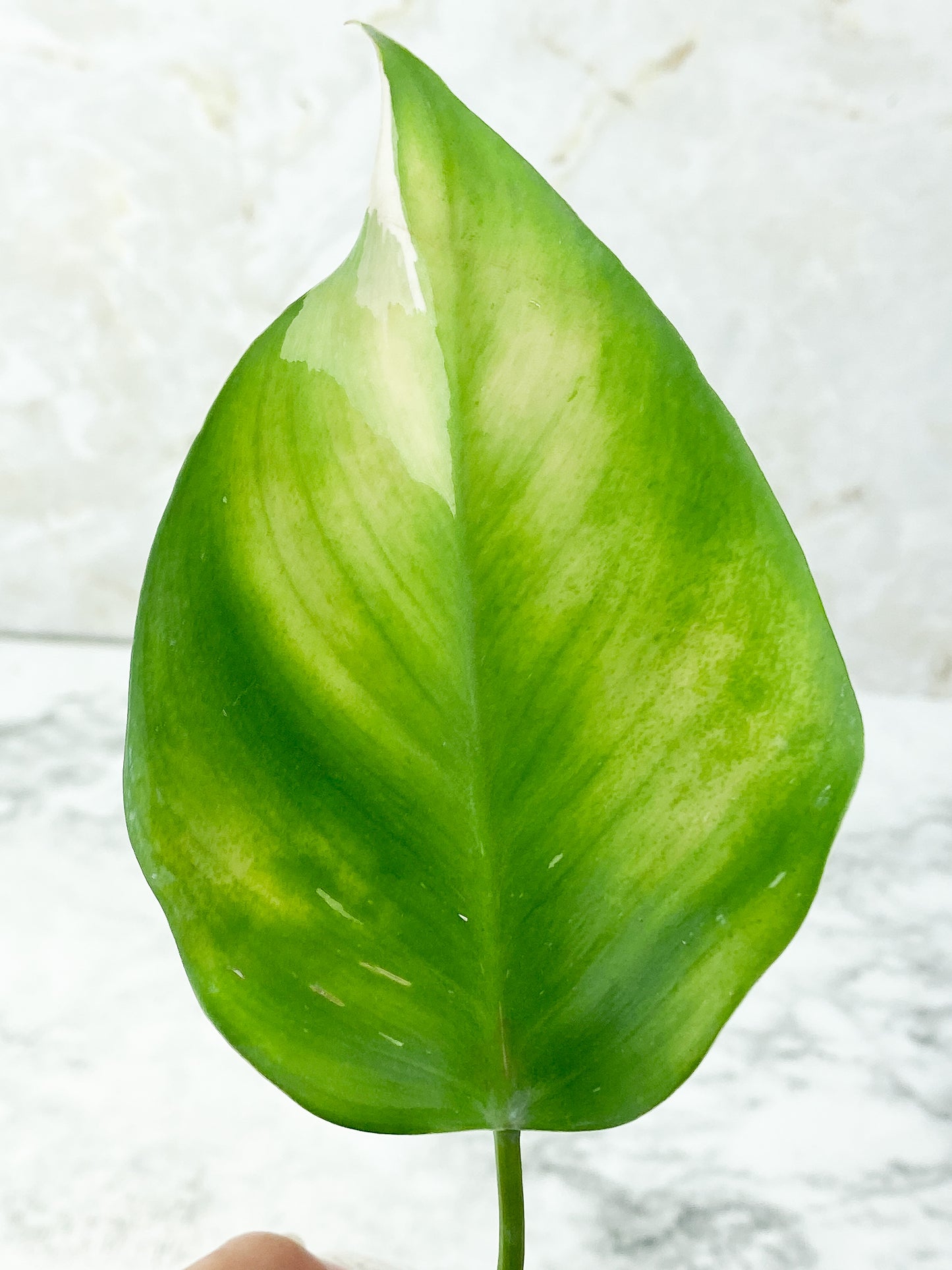 Reserved plant: Philodendron White Princess rooting 1 leaf,1 sprout