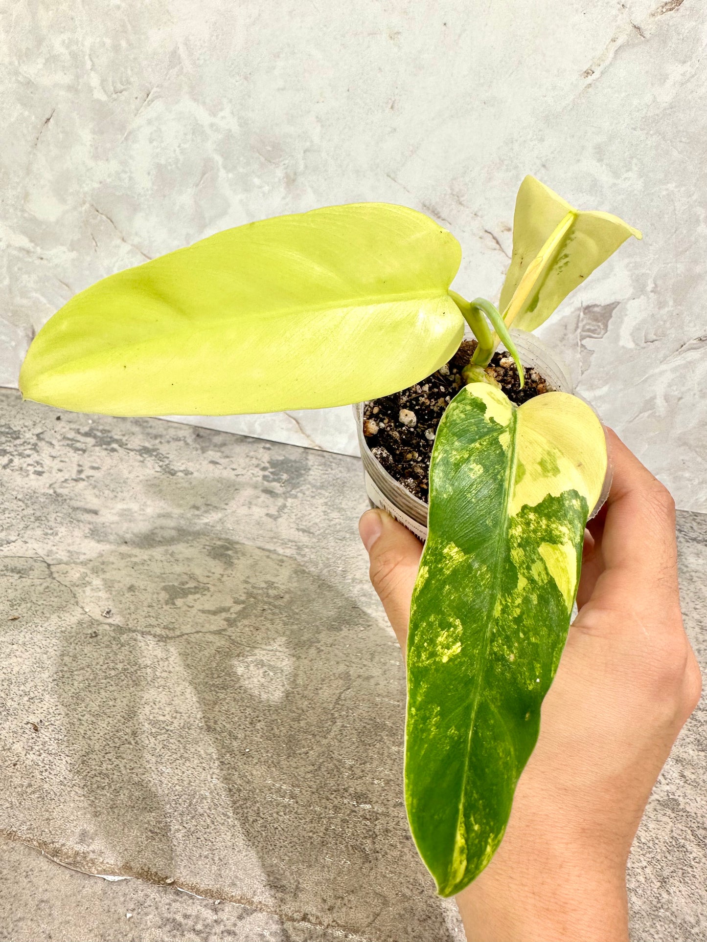 Philodendron domesticum Variegated Rooted 4 leaves