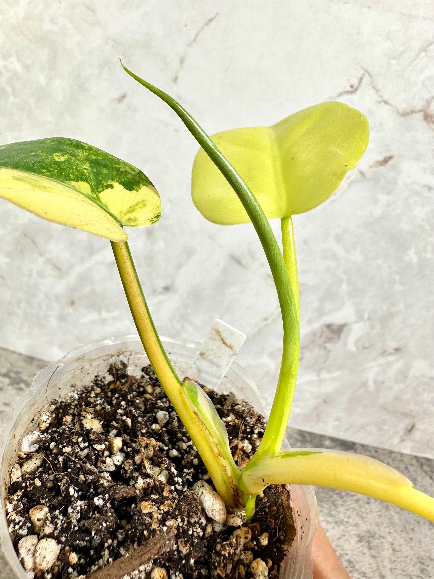 Philodendron domesticum Variegated Rooted 4 leaves