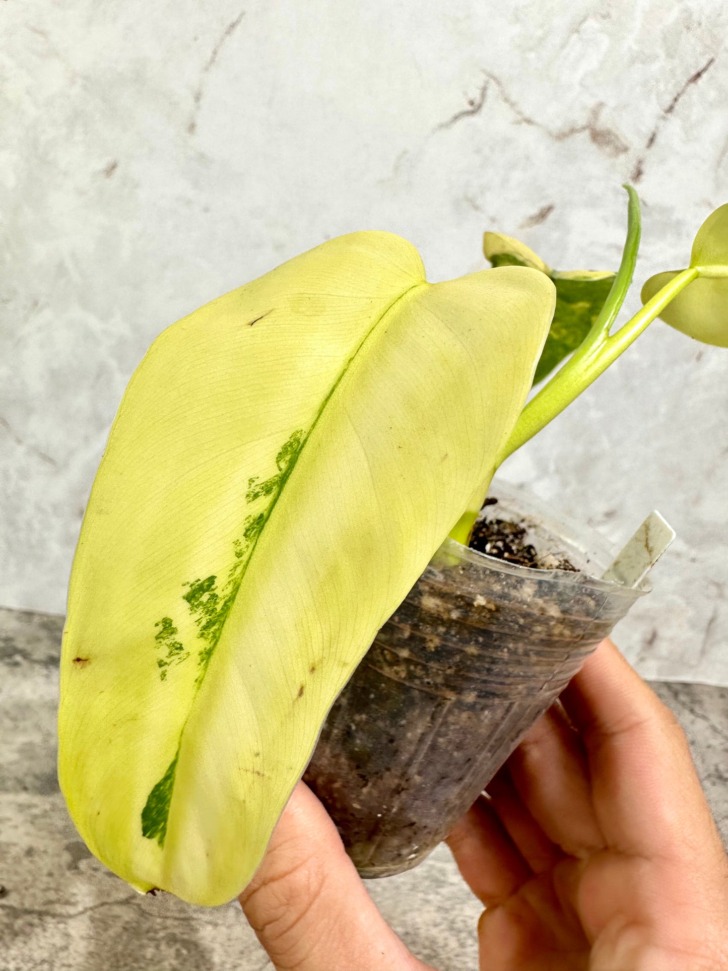 Philodendron domesticum Variegated Rooted 4 leaves