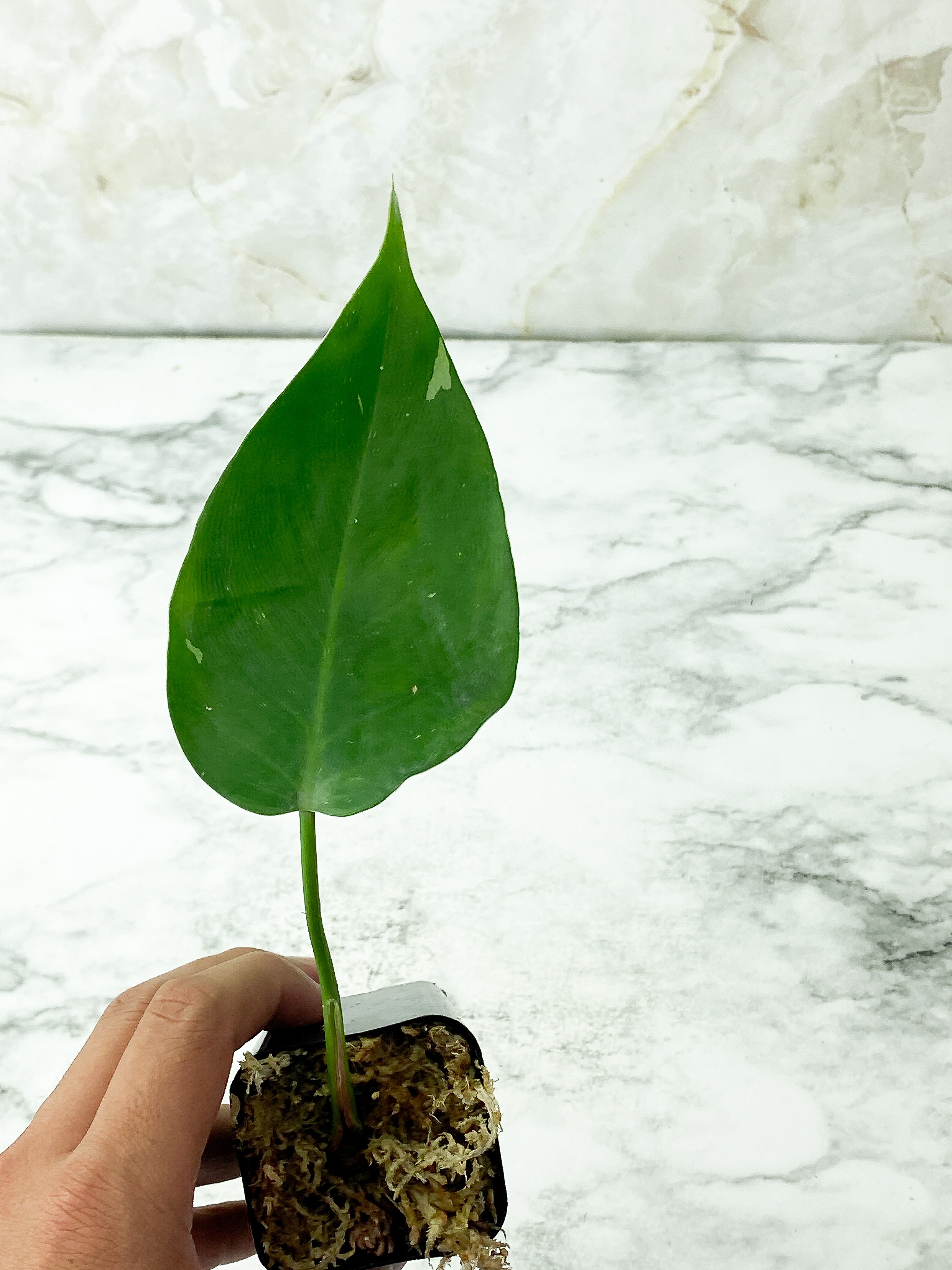 Philodendron White Princess slightly rooted cutting