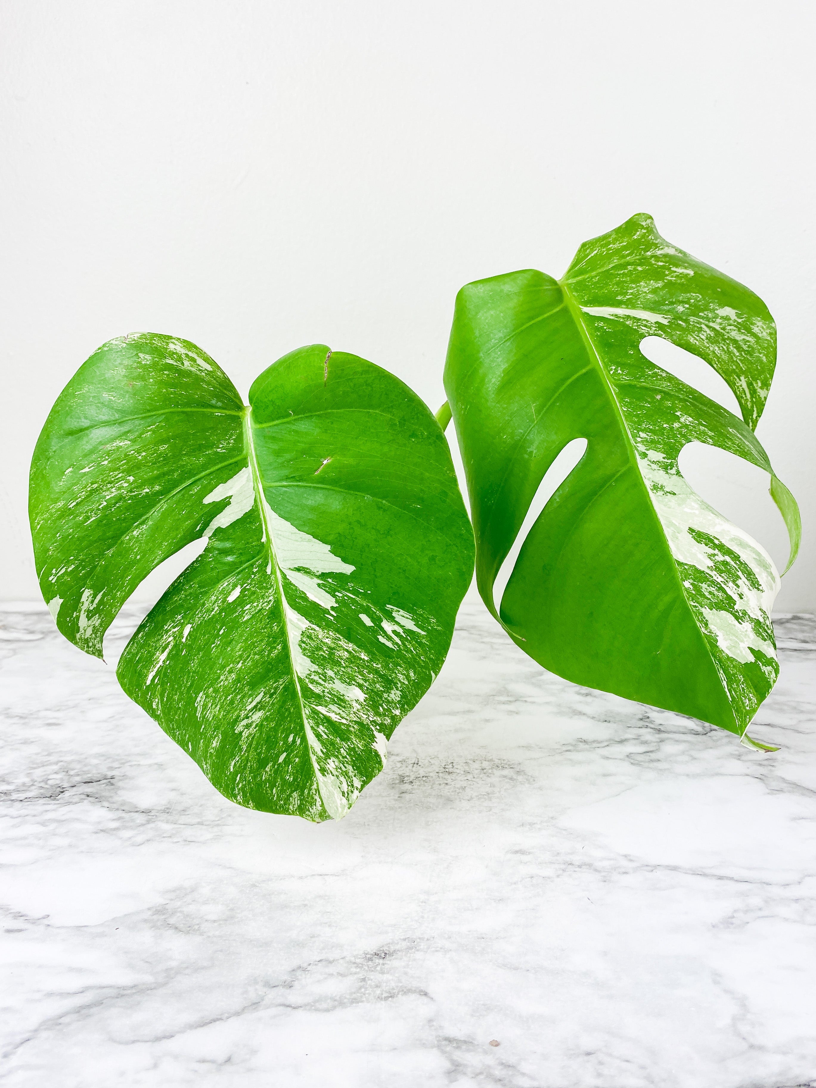 Monstera Albo Borsigiana 2 leaves rooting top cutting.  Big Leaves