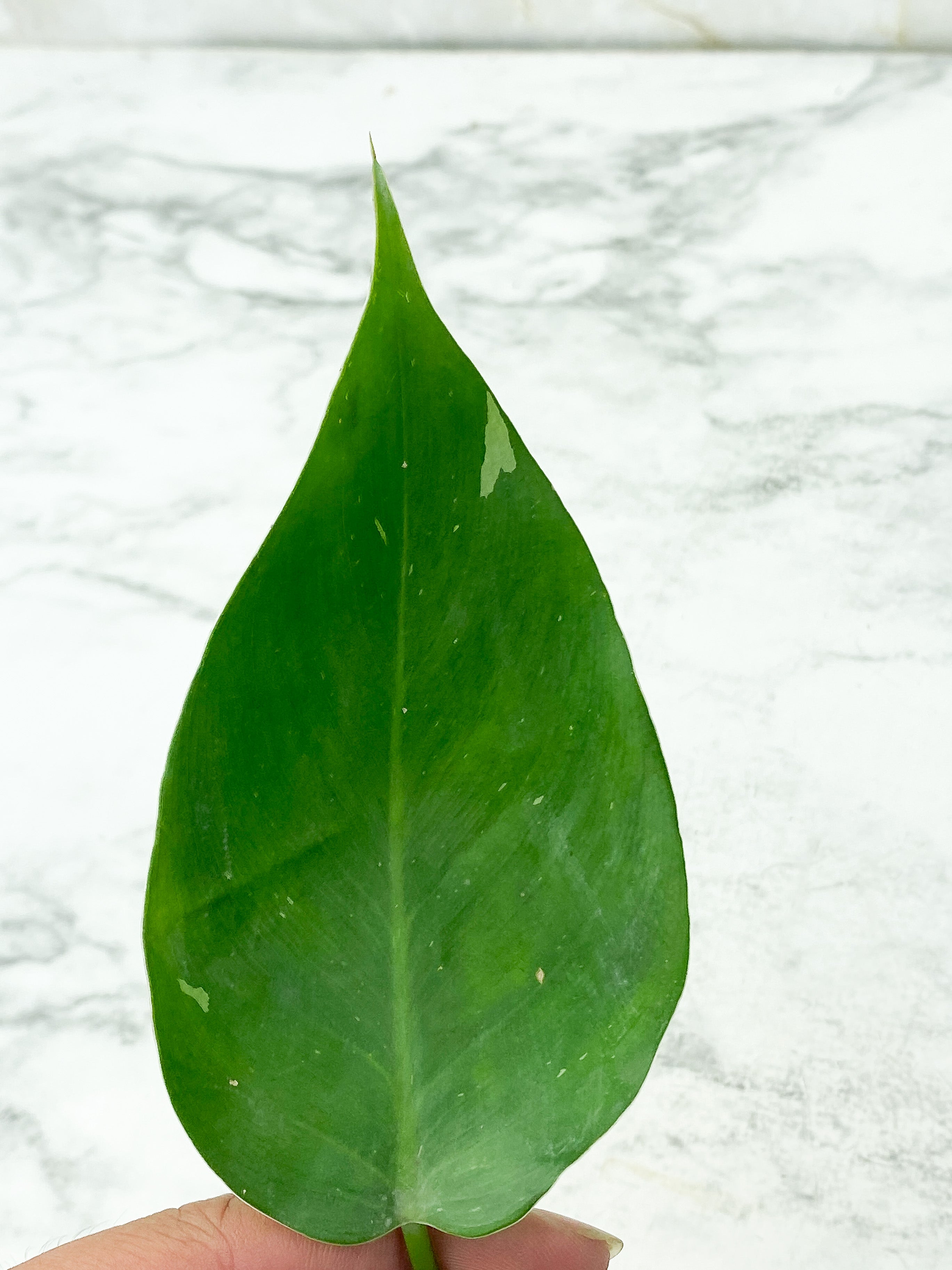 Philodendron White Princess slightly rooted cutting