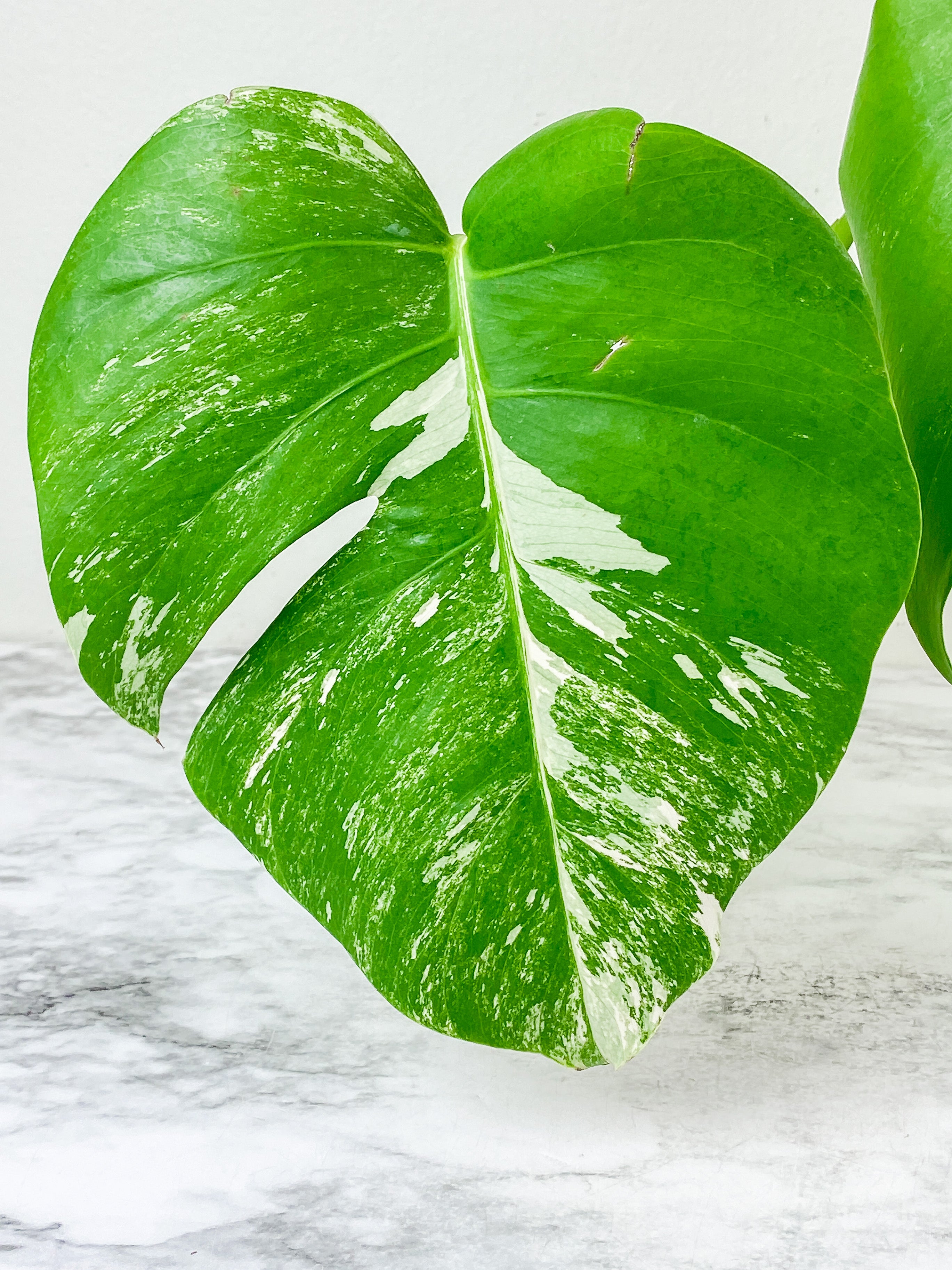 Monstera Albo Borsigiana 2 leaves rooting top cutting.  Big Leaves