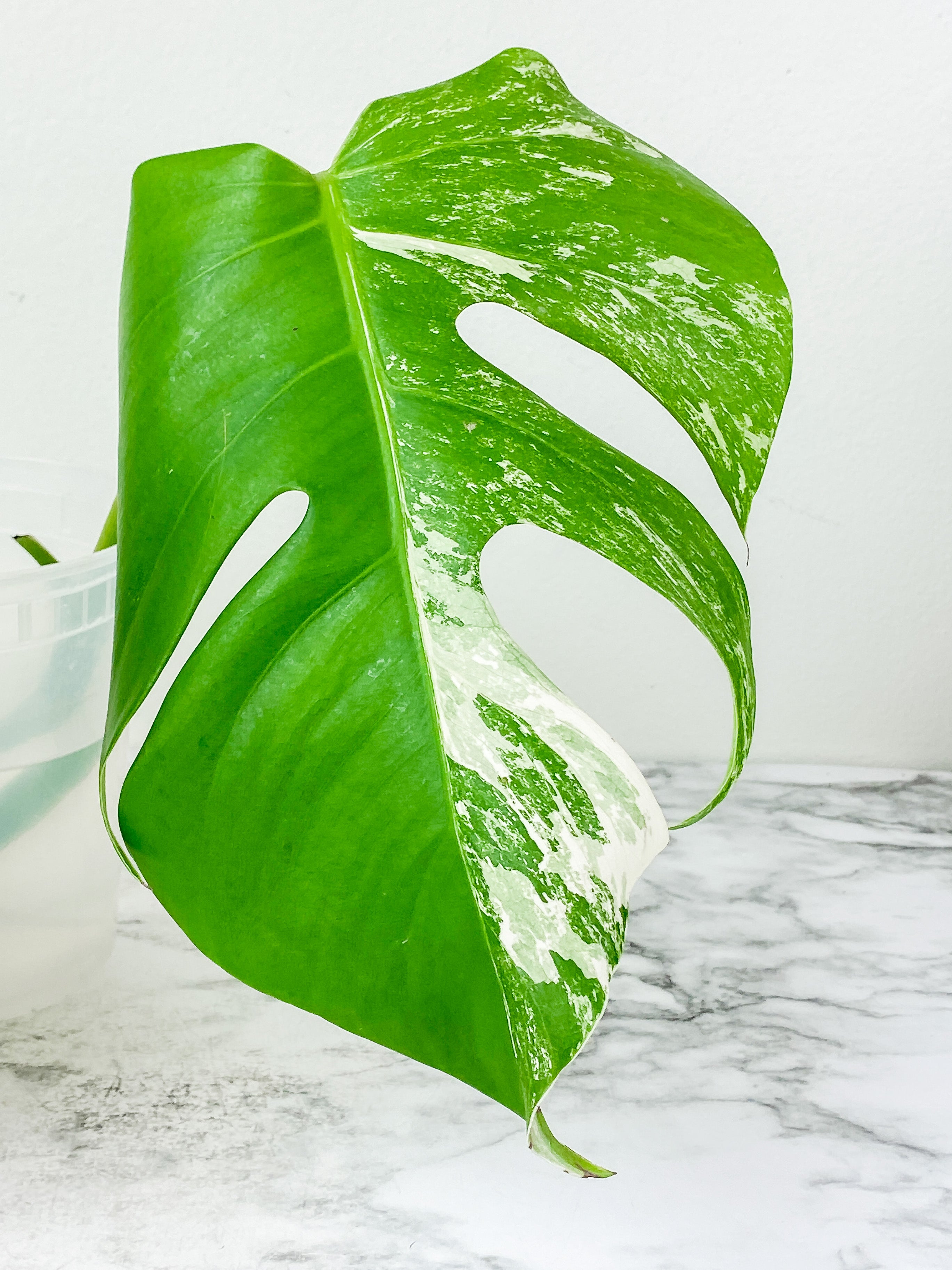 Monstera Albo Borsigiana 2 leaves rooting top cutting.  Big Leaves