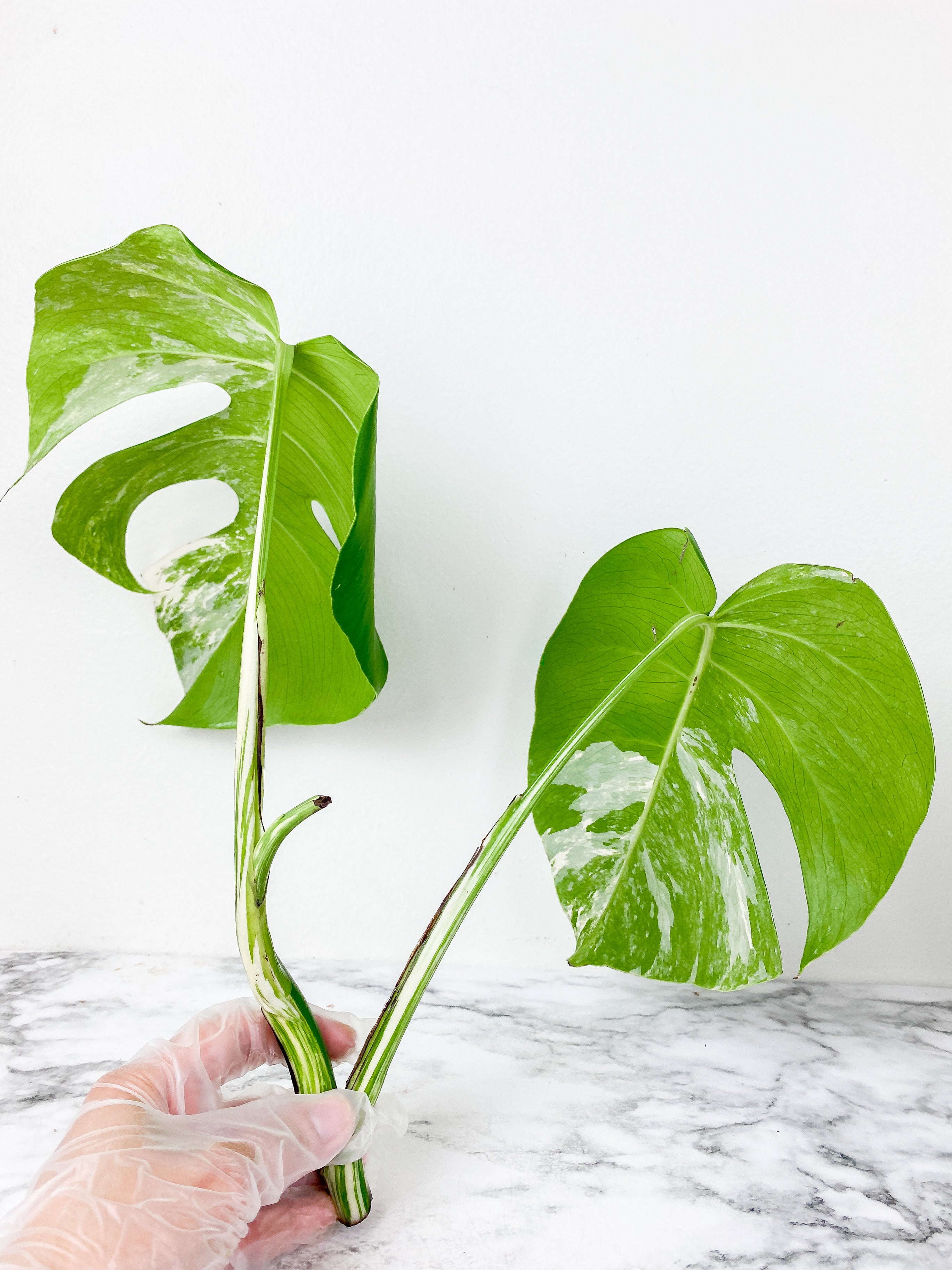 Monstera Albo Borsigiana 2 leaves rooting top cutting.  Big Leaves