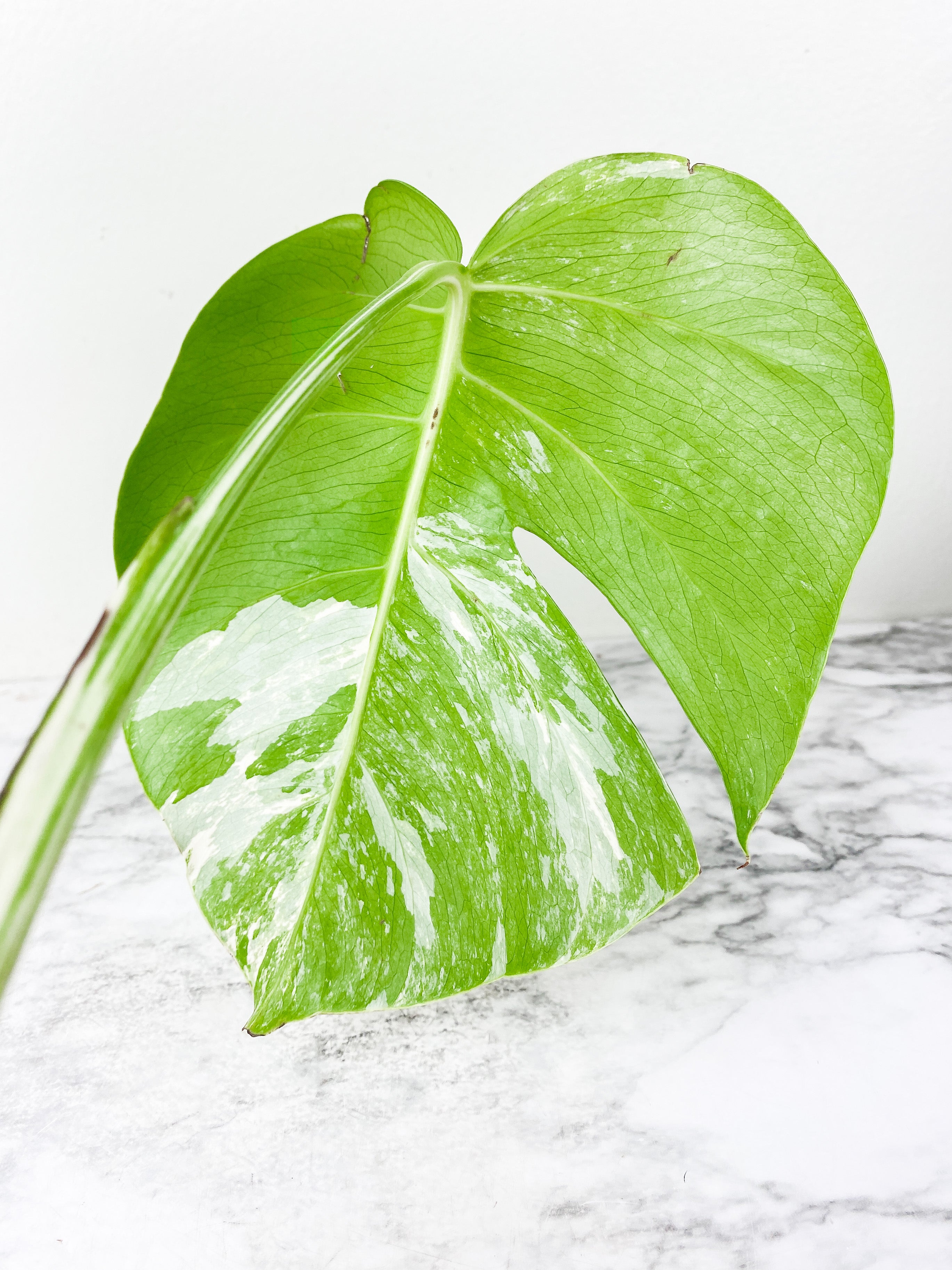 Monstera Albo Borsigiana 2 leaves rooting top cutting.  Big Leaves