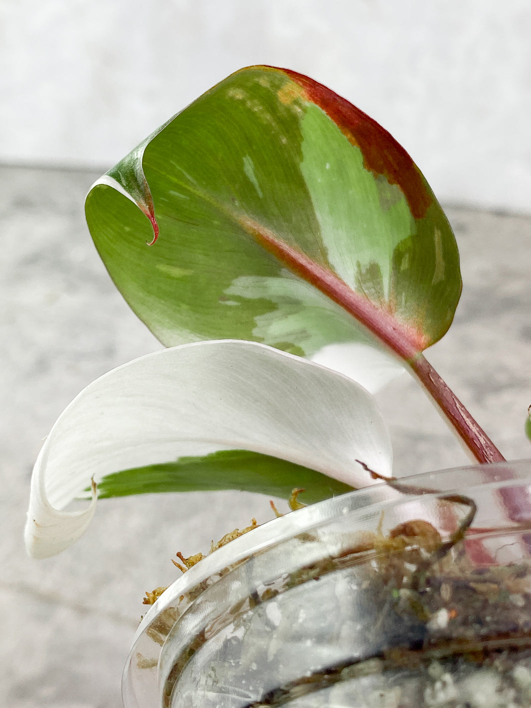 Philodendron White Knight tricolor 1 leaf Rooted Top Cutting