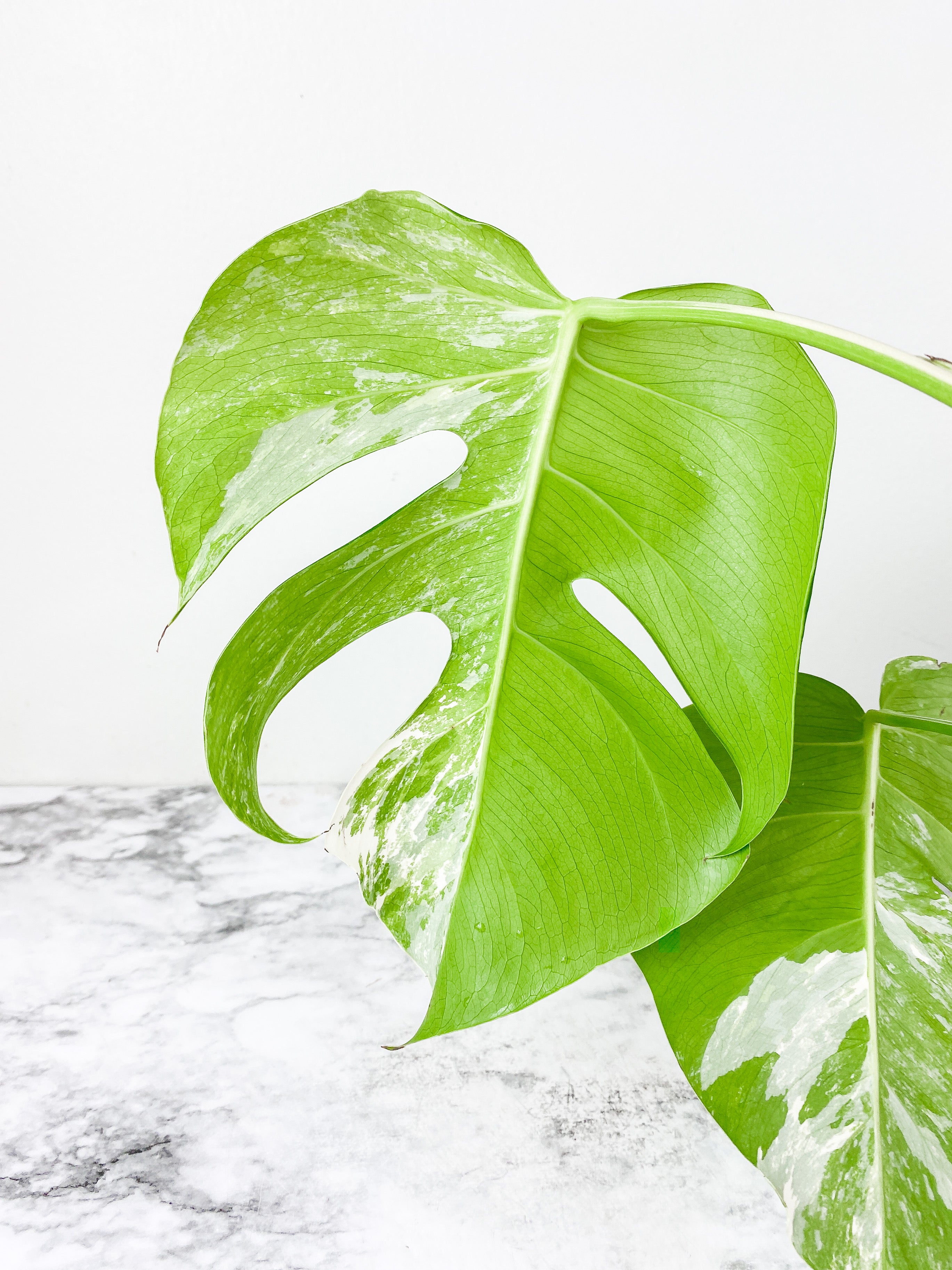 Monstera Albo Borsigiana 2 leaves rooting top cutting.  Big Leaves