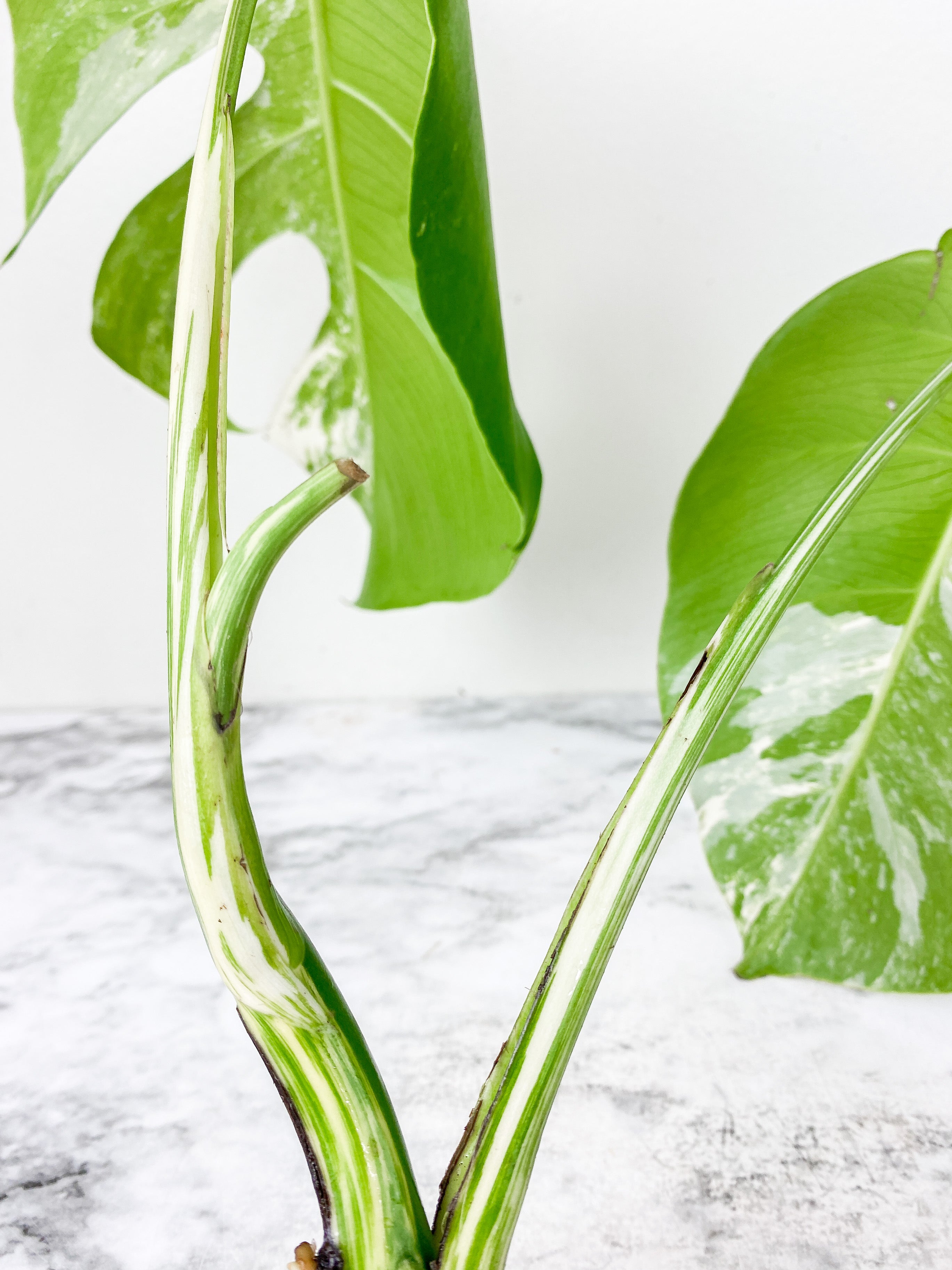 Monstera Albo Borsigiana 2 leaves rooting top cutting.  Big Leaves