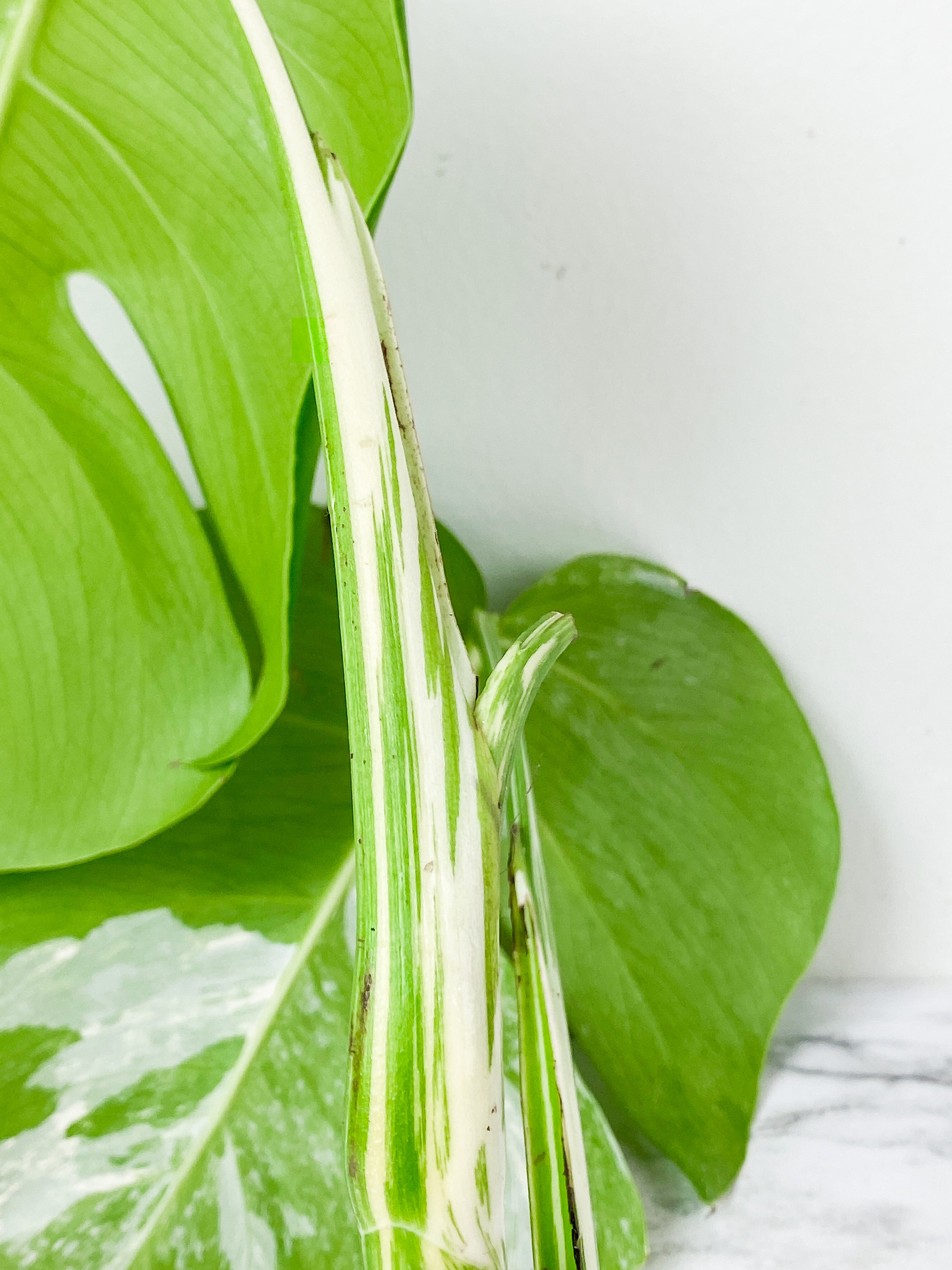 Monstera Albo Borsigiana 2 leaves rooting top cutting.  Big Leaves