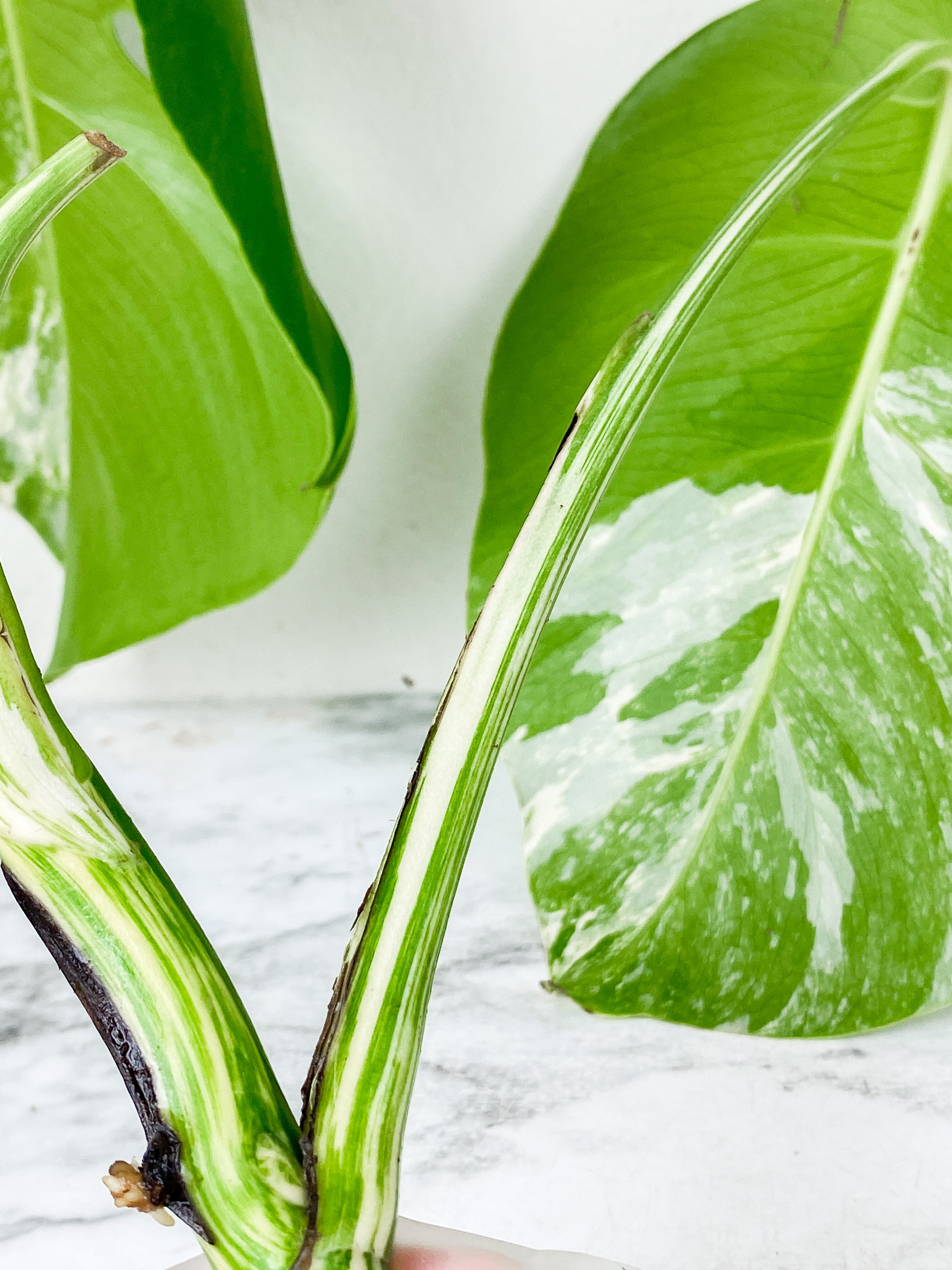 Monstera Albo Borsigiana 2 leaves rooting top cutting.  Big Leaves