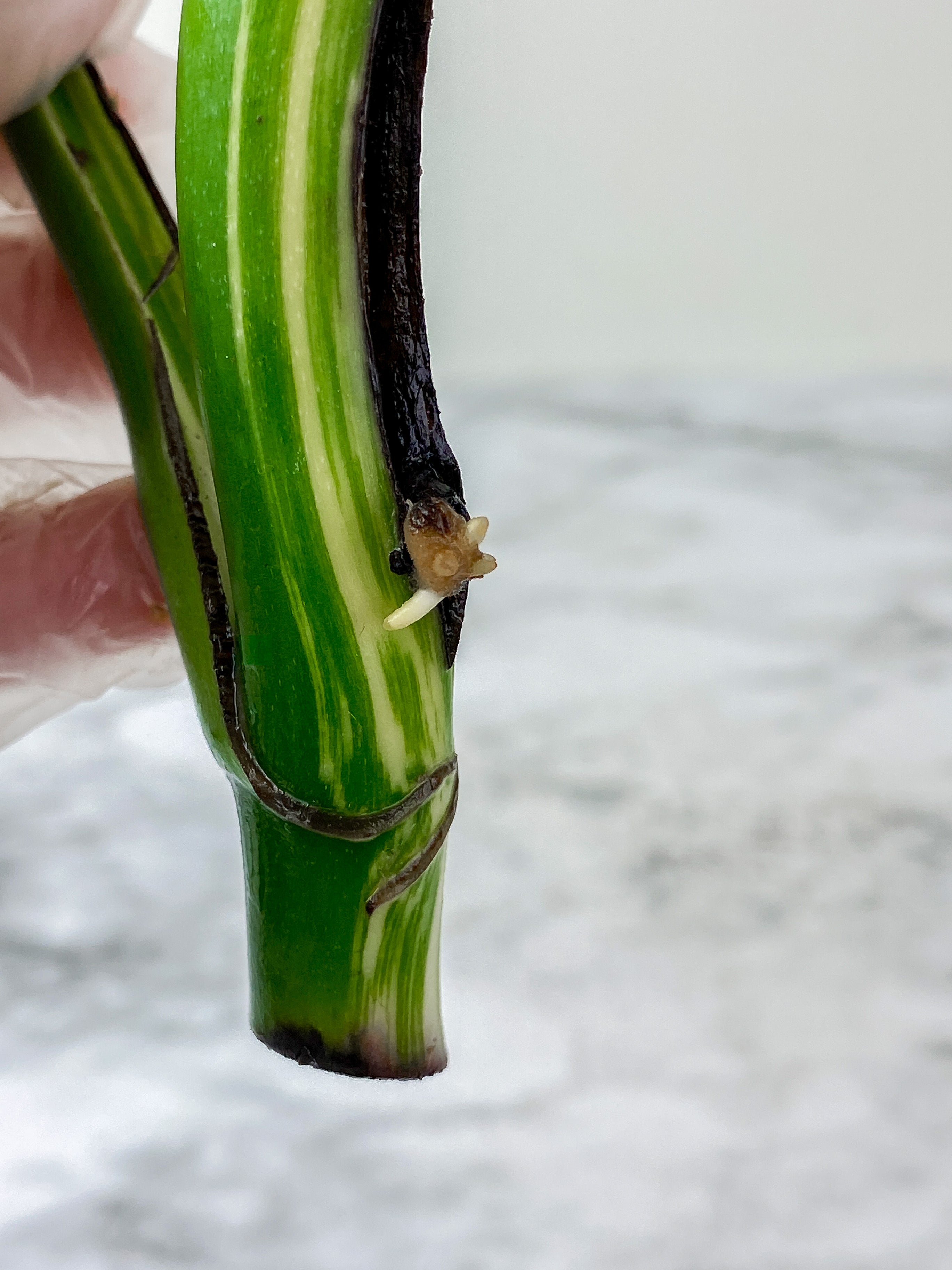 Monstera Albo Borsigiana 2 leaves rooting top cutting.  Big Leaves