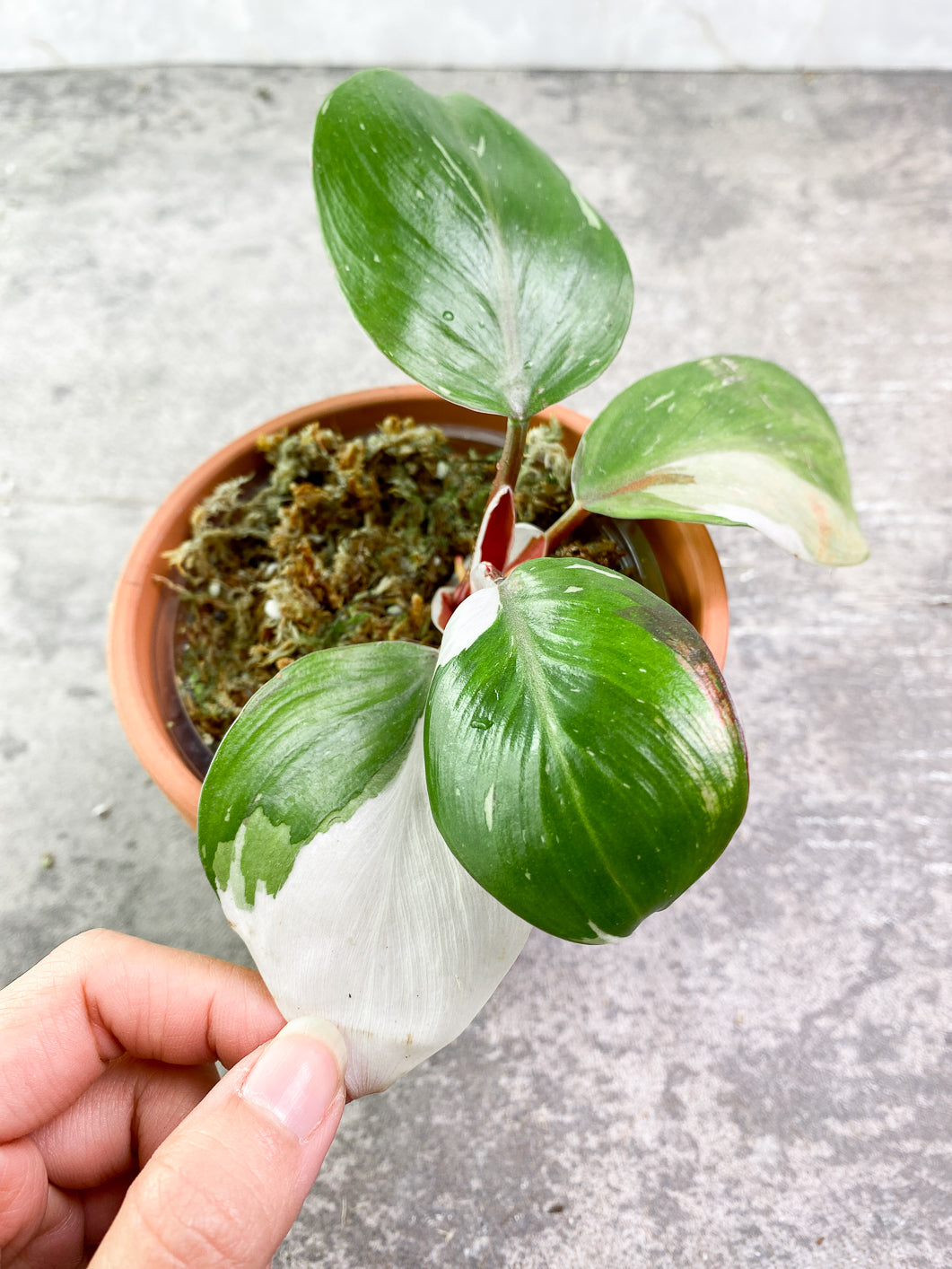 Philodendron White Knight tricolor 1 leaf Rooted Top Cutting