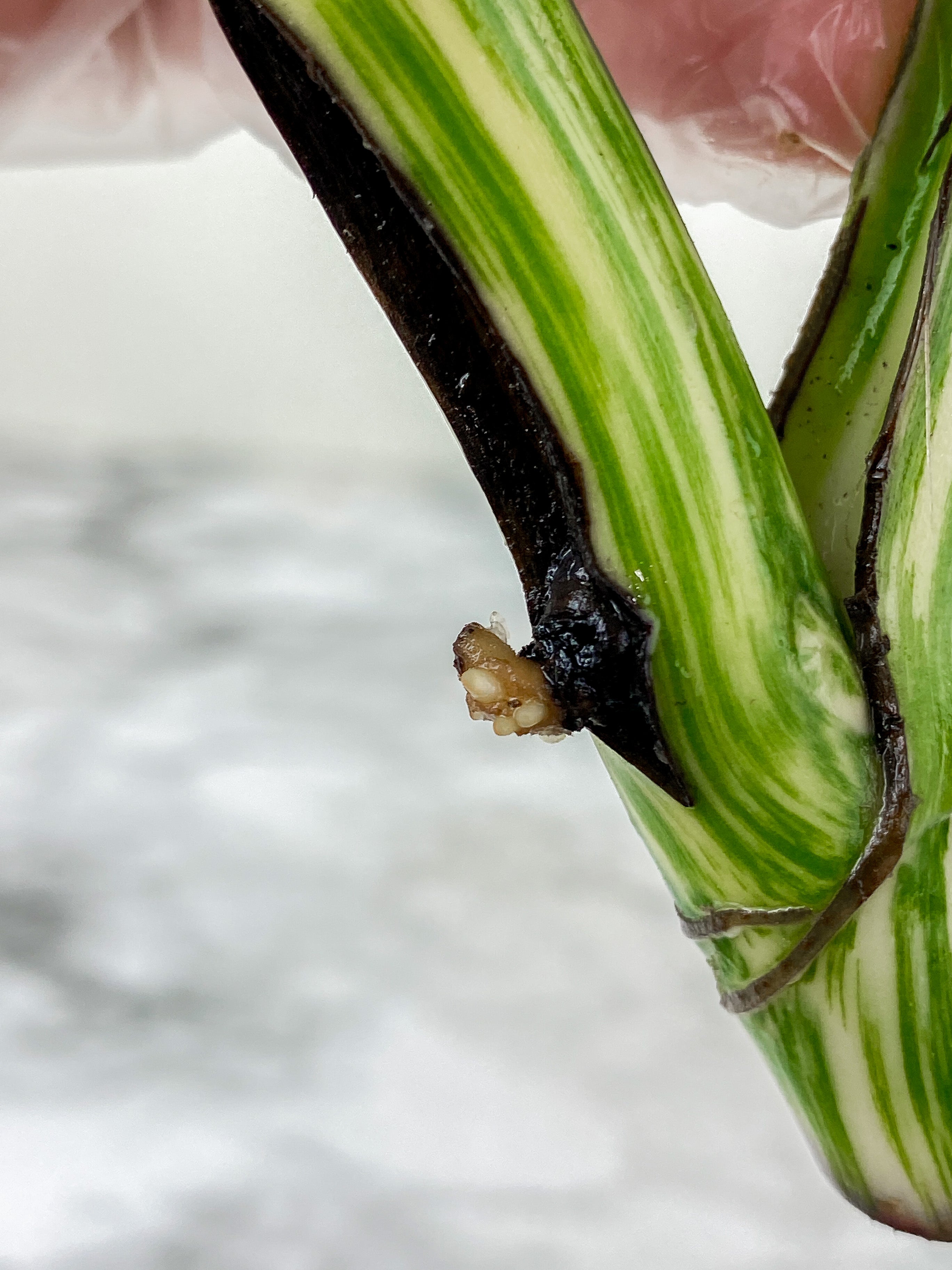 Monstera Albo Borsigiana 2 leaves rooting top cutting.  Big Leaves