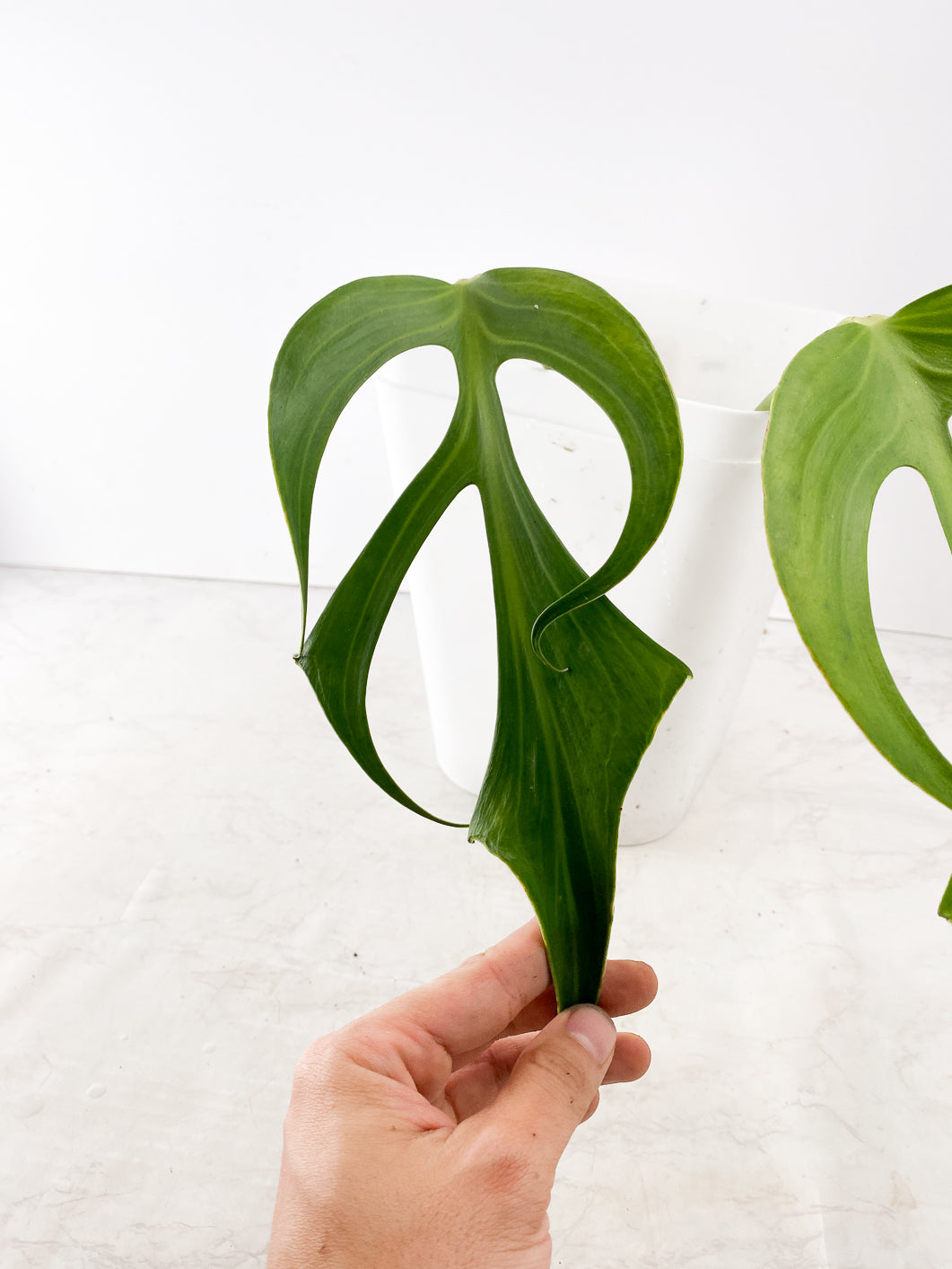 Monstera Burle Marx Flame 2 leaf