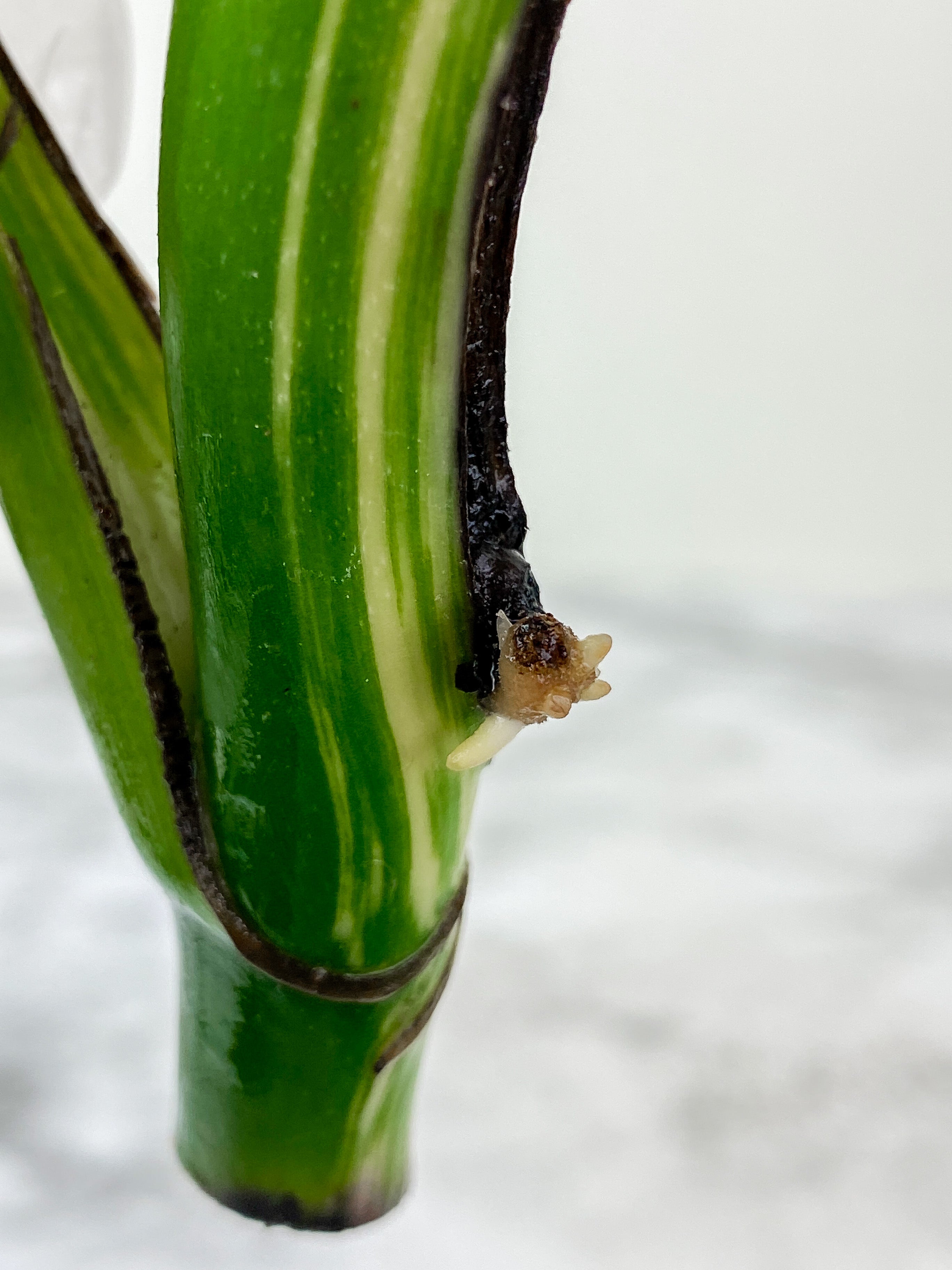 Monstera Albo Borsigiana 2 leaves rooting top cutting.  Big Leaves