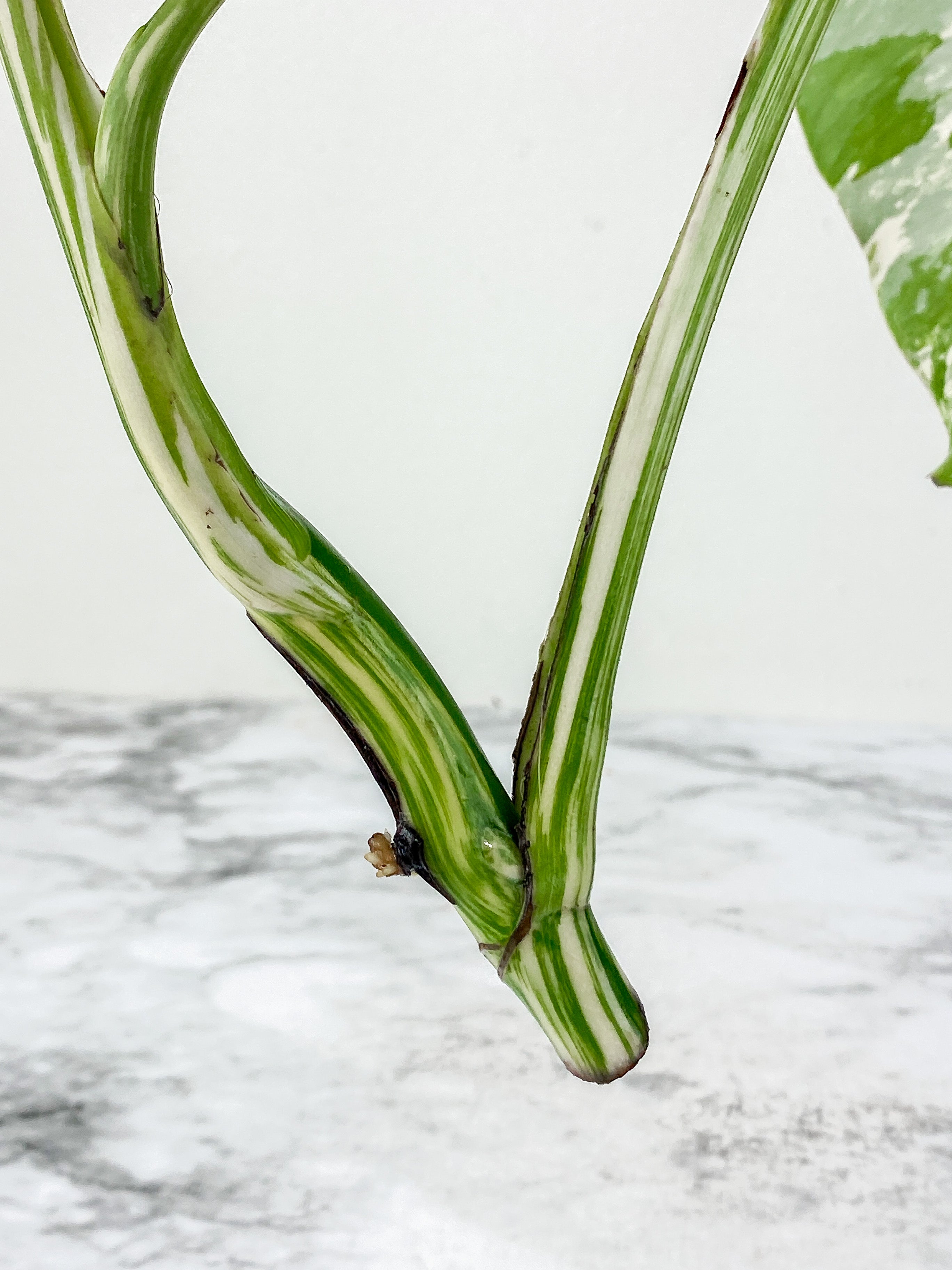 Monstera Albo Borsigiana 2 leaves rooting top cutting.  Big Leaves