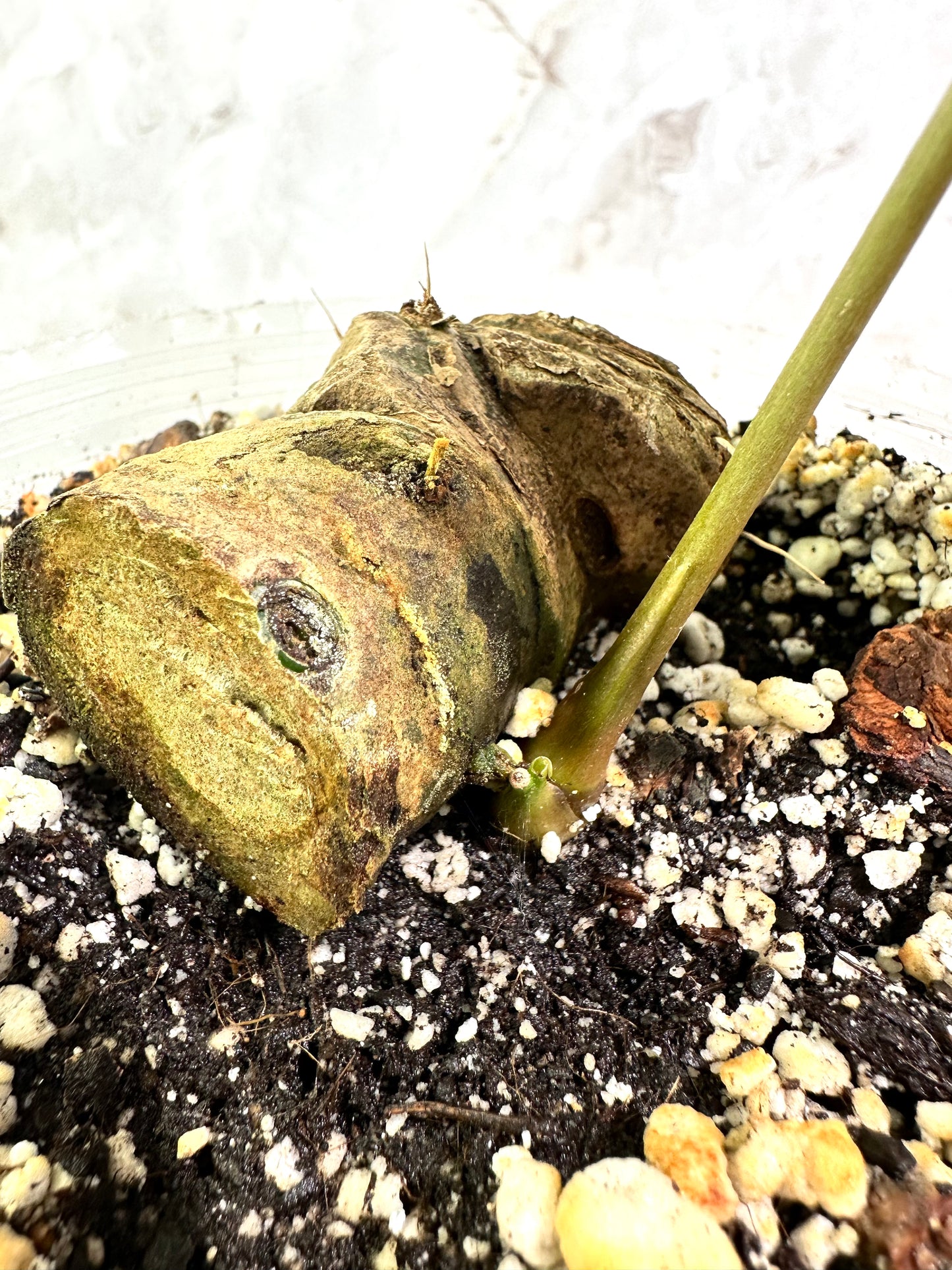 Anthurium Regale Dark Form rooted