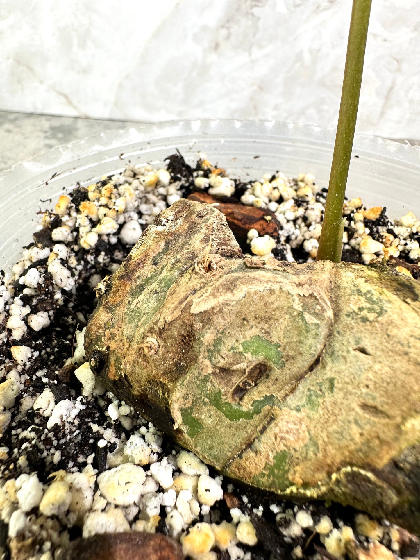 Anthurium Regale Dark Form rooted