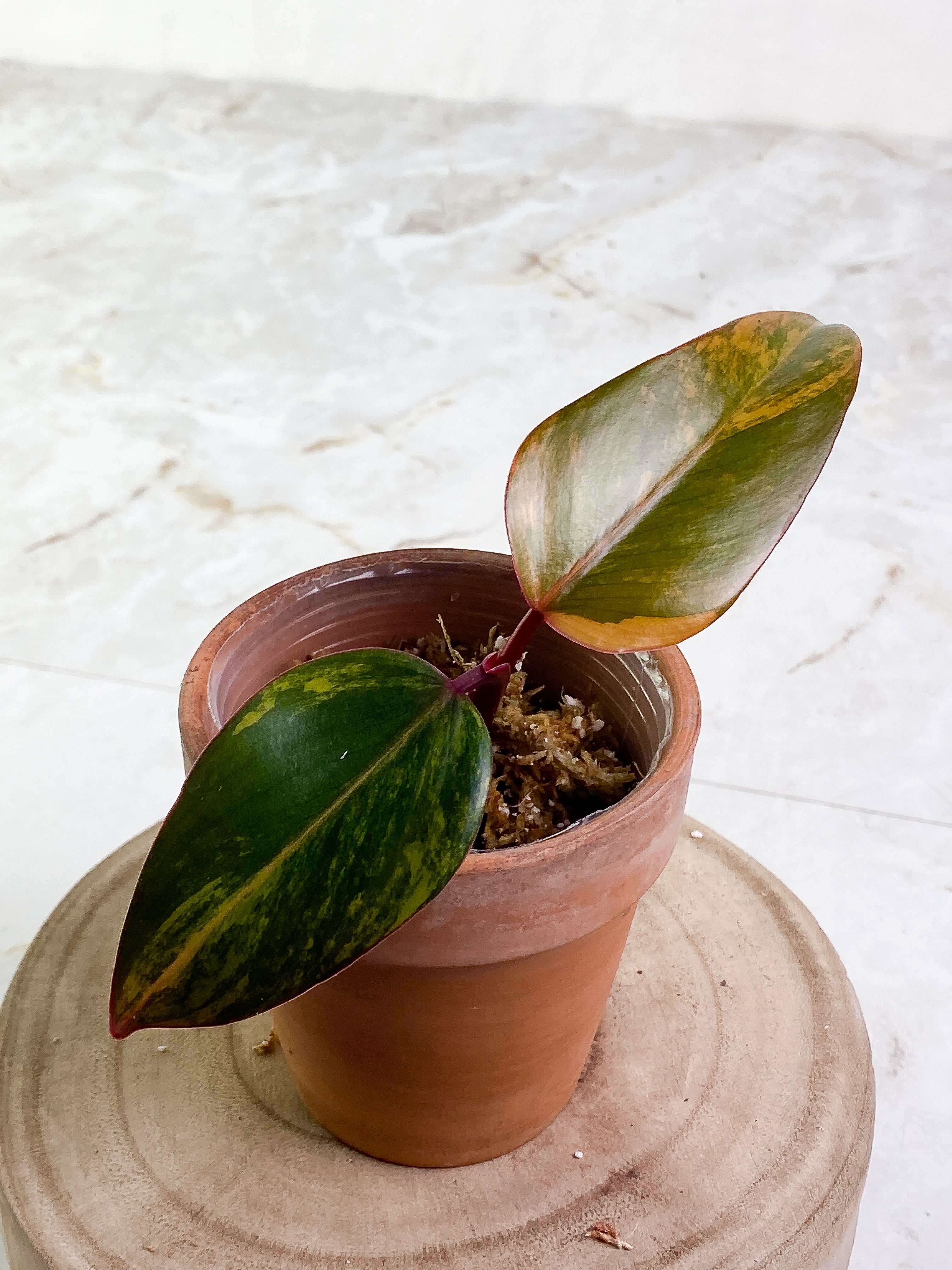 Philodendron  Strawberry shakes 2 leaves rooted Highly Variegated  Top Cutting