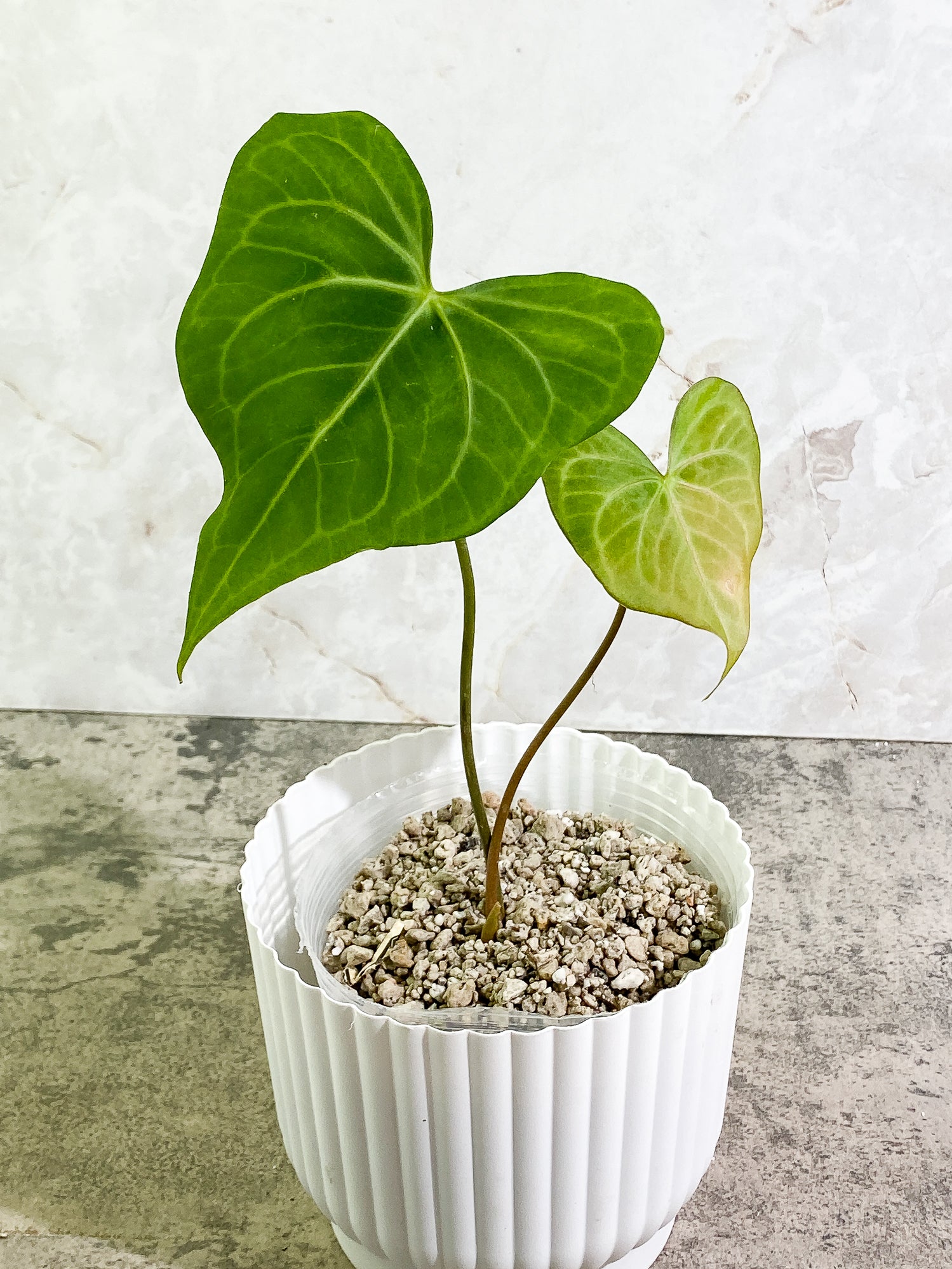 Anthurium Clarinervium x Pedatoradiatum Rooted 2 leaves Anthurium Clarinervium x Pedatoradiatum Rooted 2 leaves