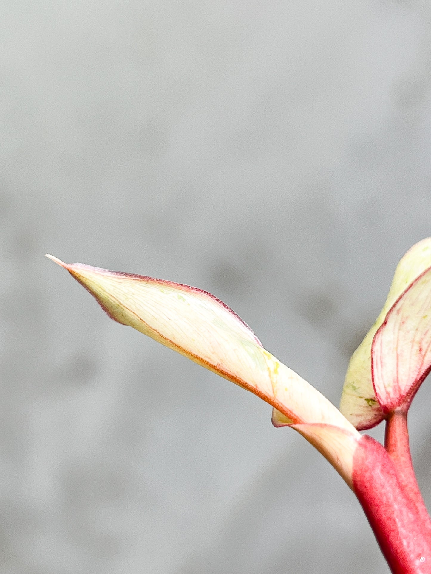 Philodendron Snowdrifts Rooting 2 leaves