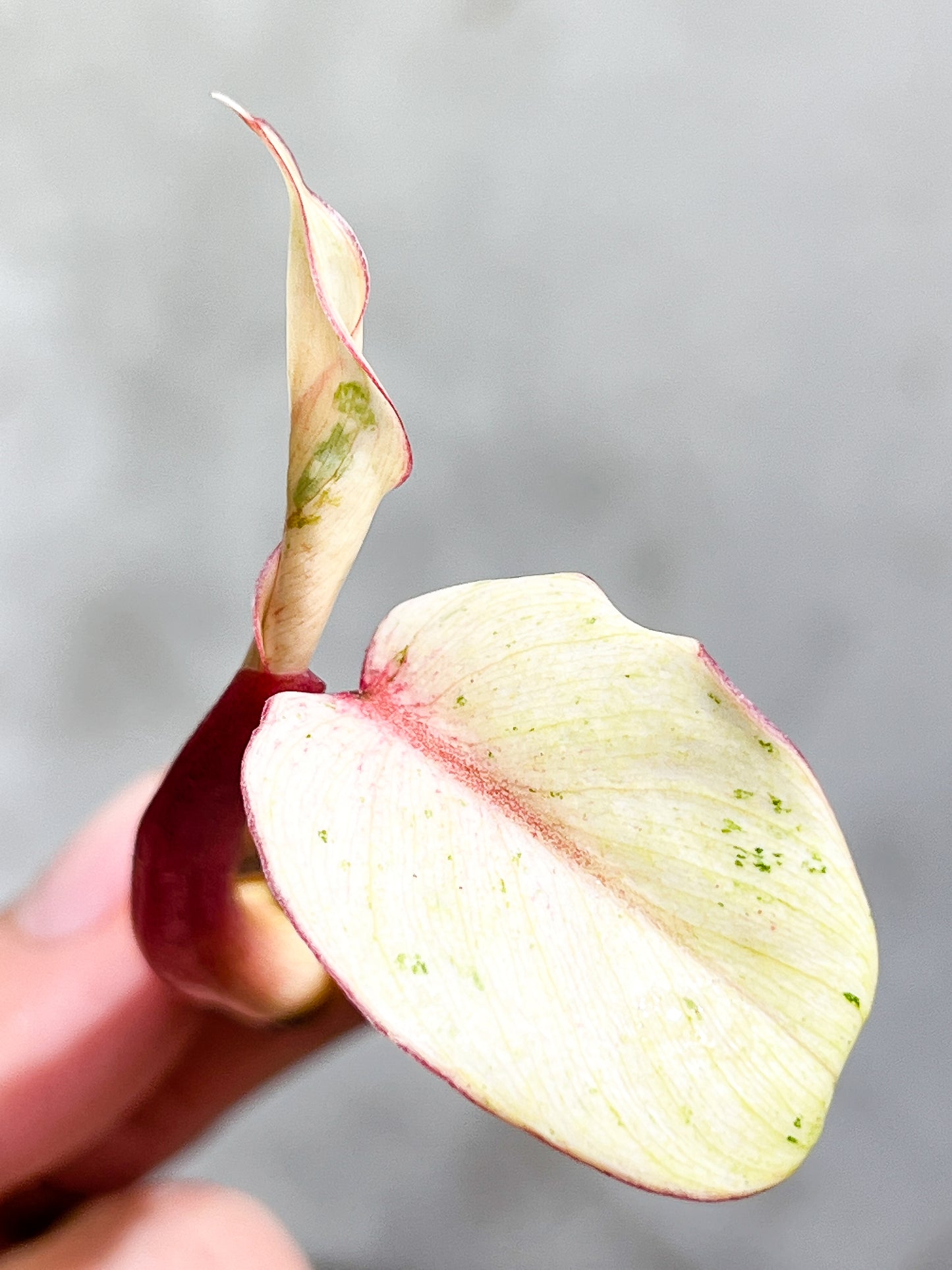 Philodendron Snowdrifts Rooting 2 leaves