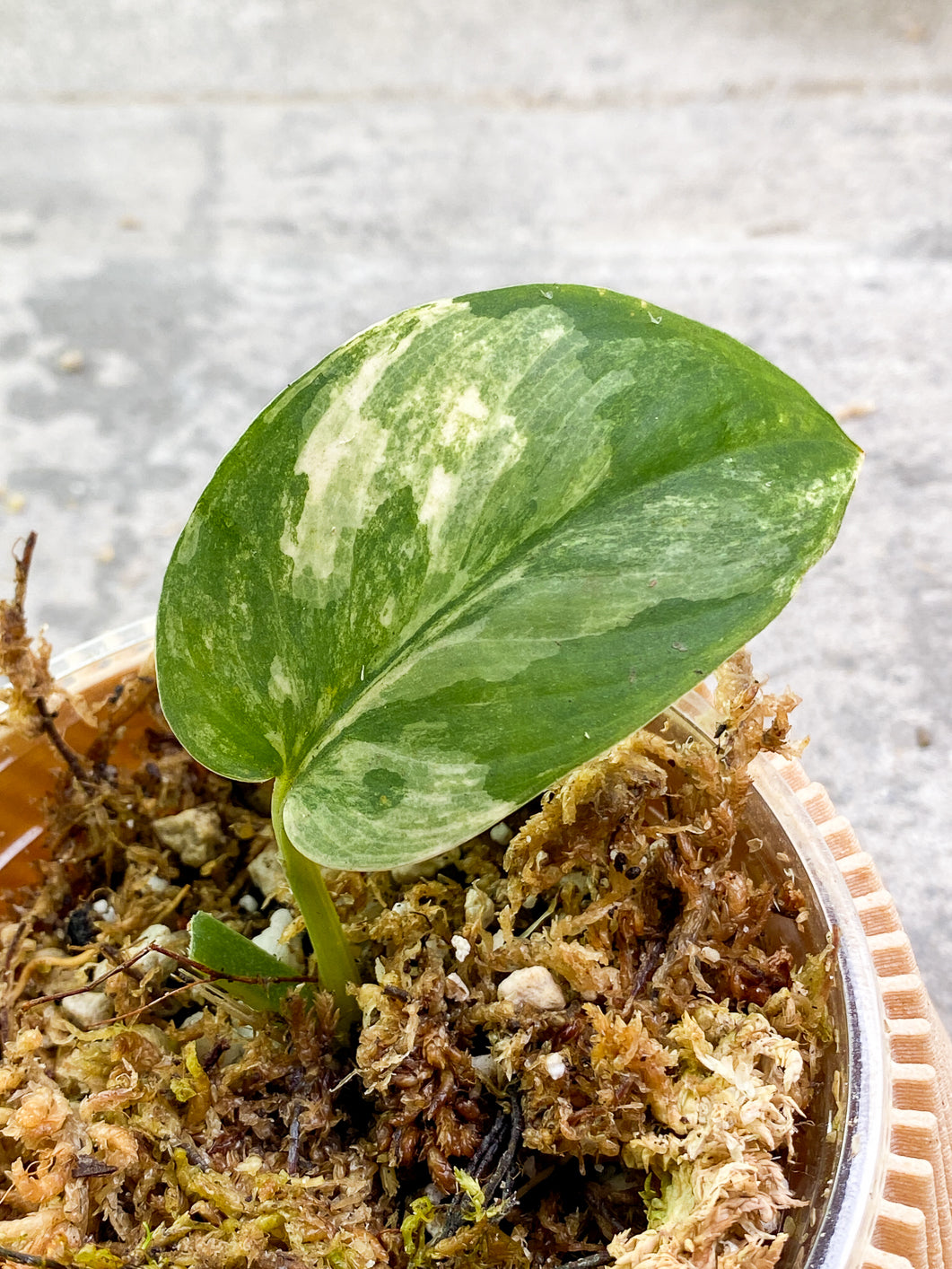 Scindapsus Jade Satin Variegated 1 leaf Slightly Rooted