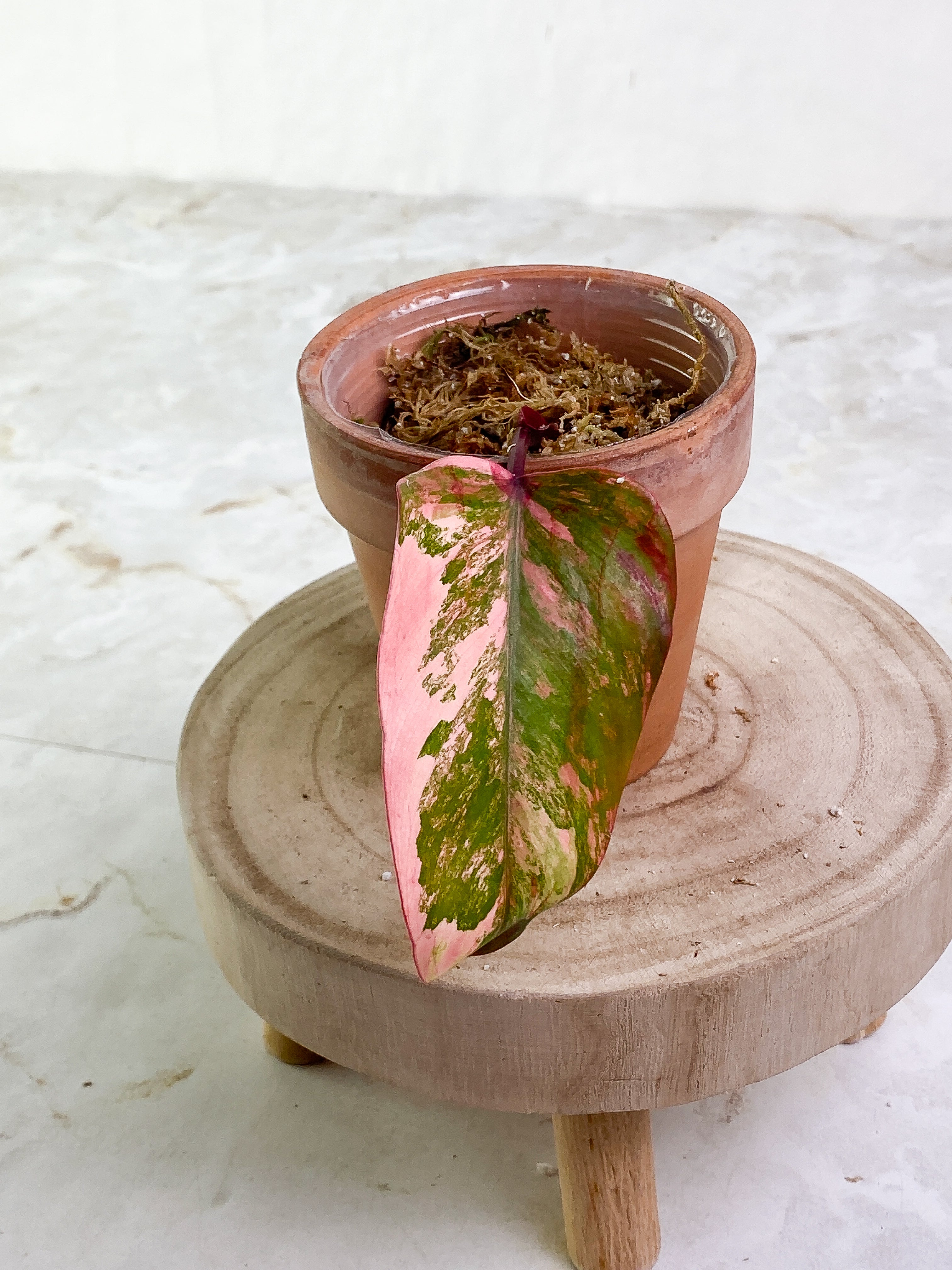Philodendron  Strawberry shakes 1 leaf rooted Highly Variegated