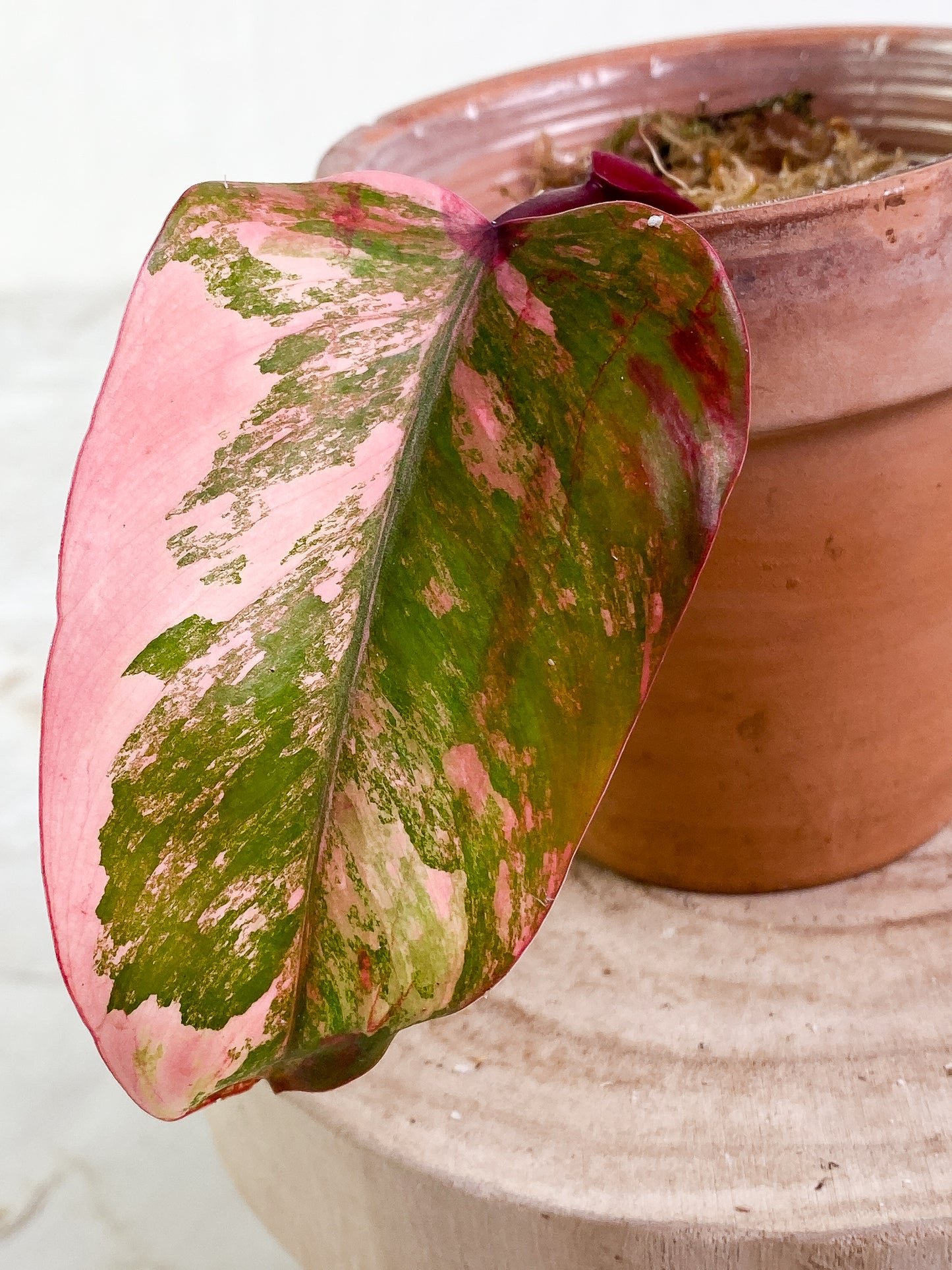 Philodendron  Strawberry shakes 1 leaf rooted Highly Variegated
