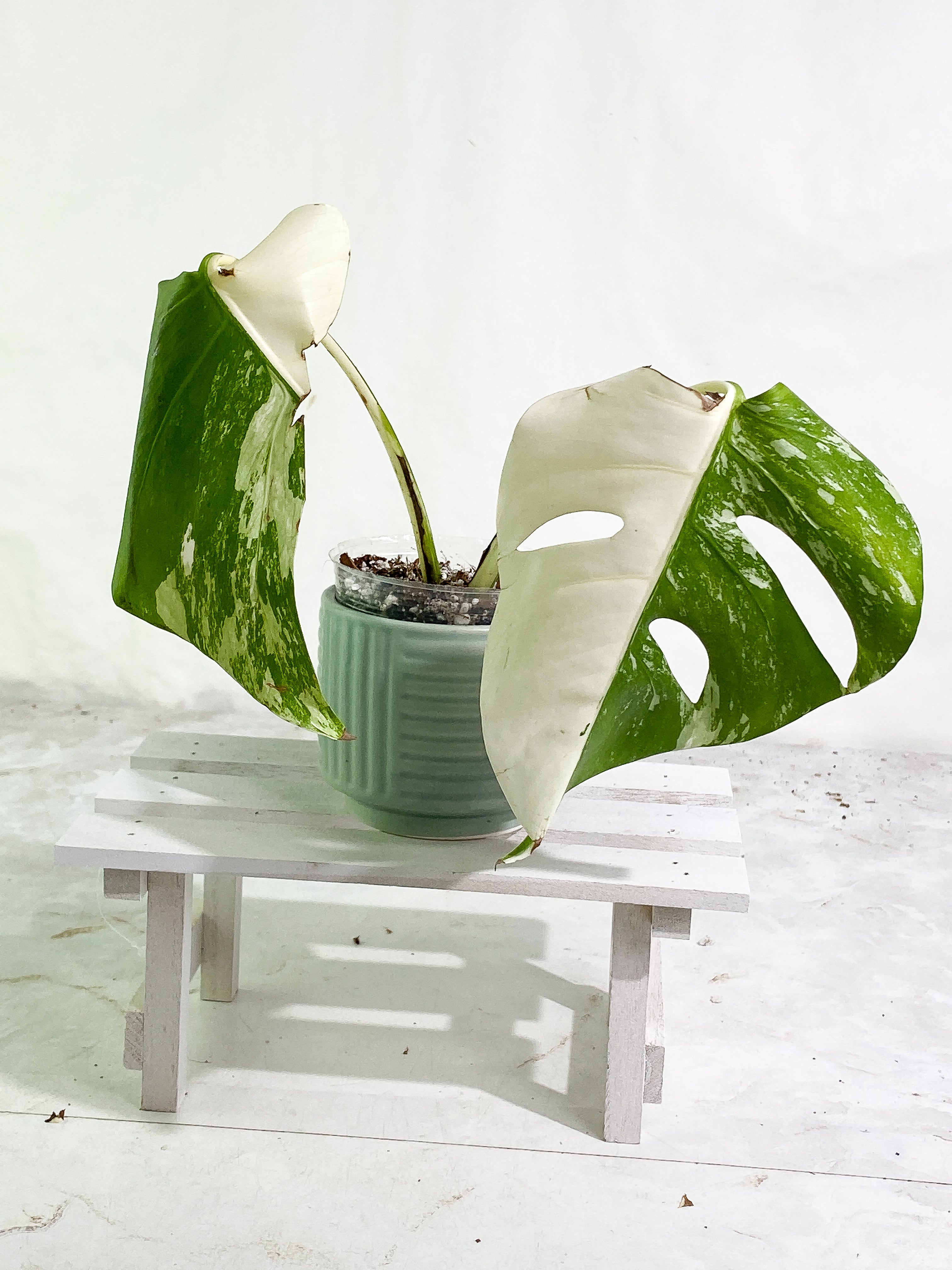 Monstera albo variegated 2 leaves Top Cutting Highly Variegated  Rooting