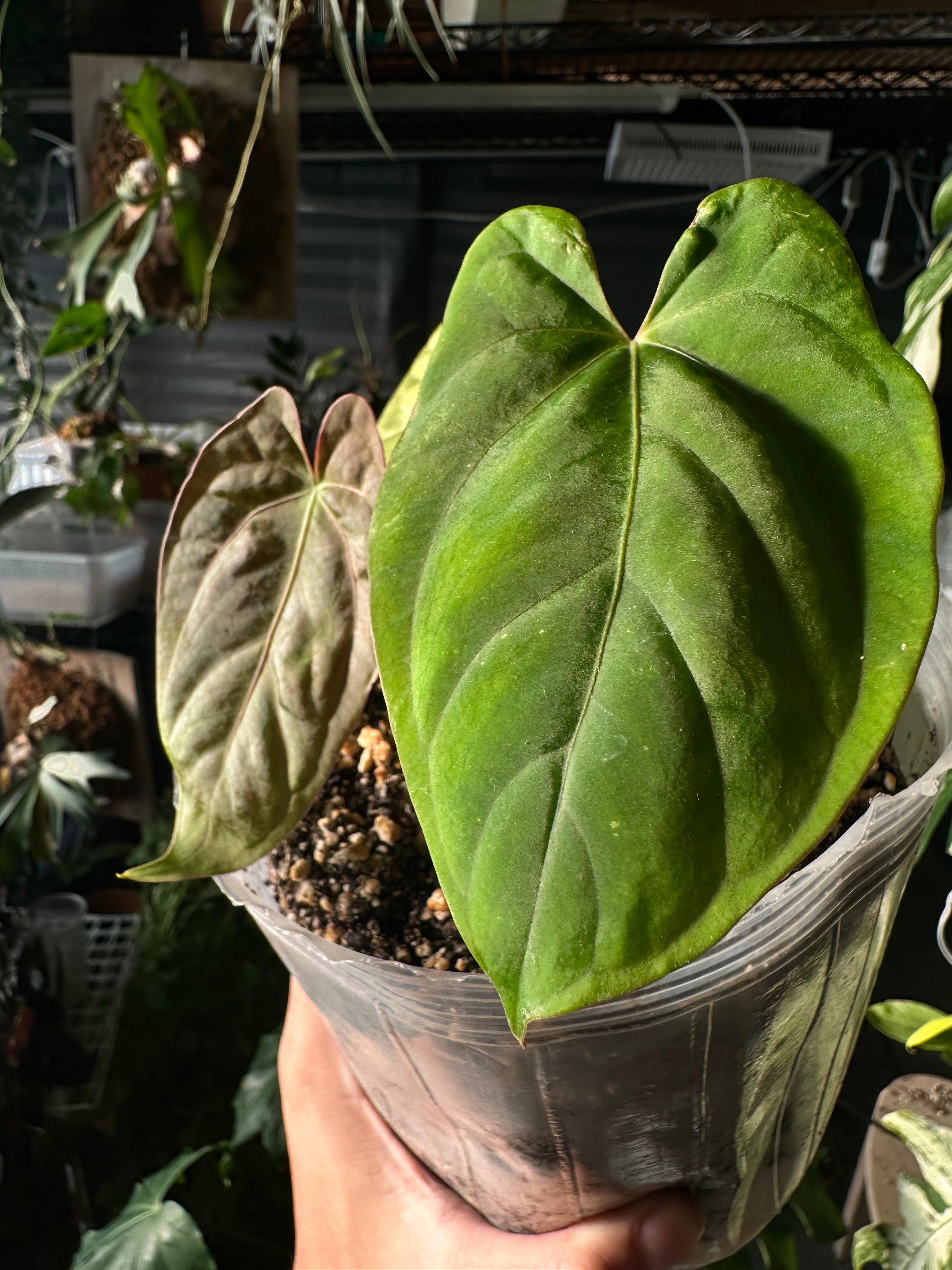 Anthurium Dark Phoenix rooted 3 leaves