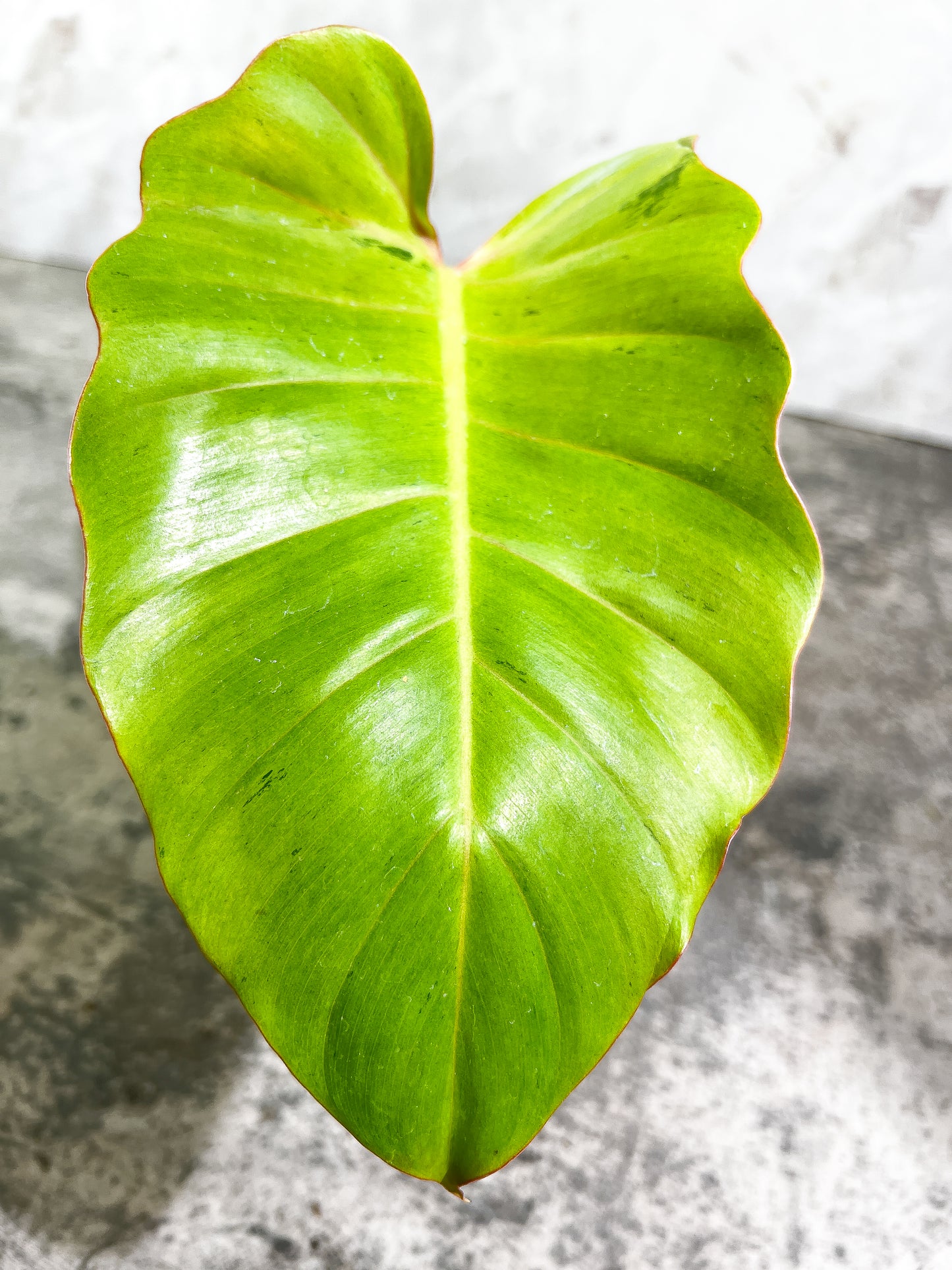 Philodendron Snowdrifts Slightly Rooted 1 leaf 1 growing bud