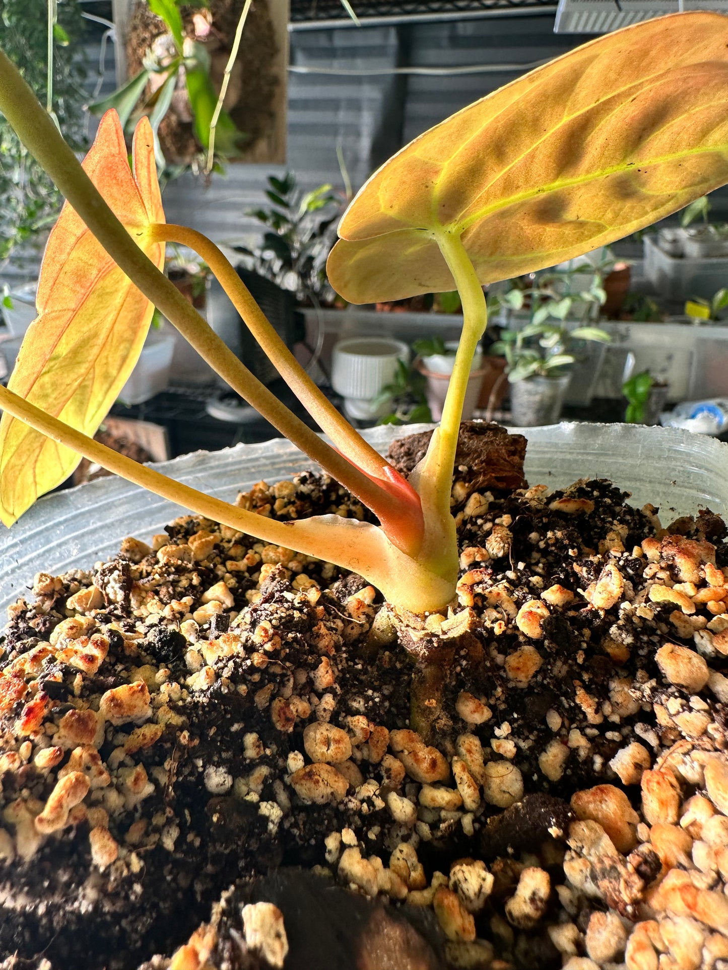 Anthurium Dark Phoenix rooted 3 leaves