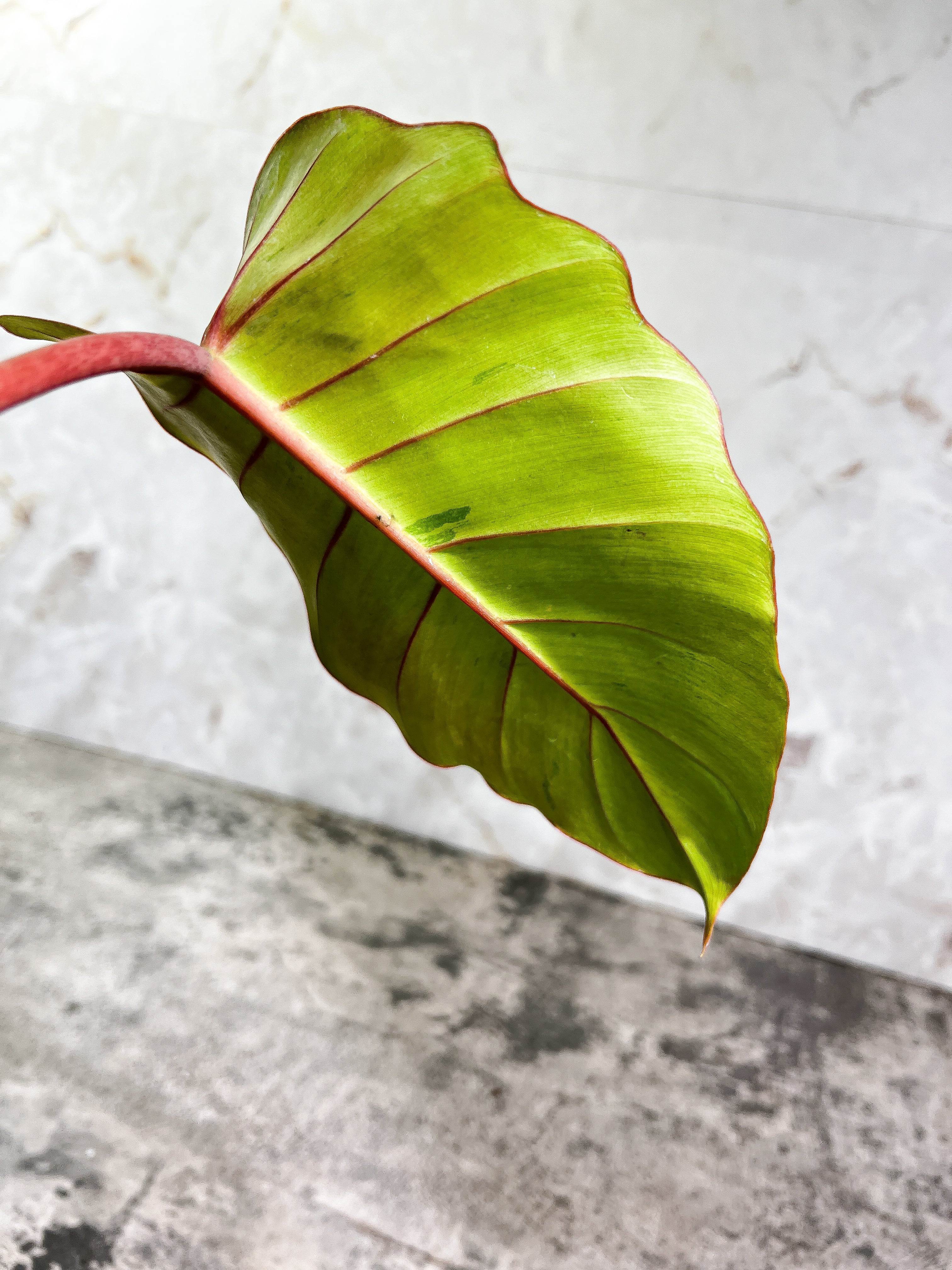 Philodendron Snowdrifts Slightly Rooted 1 leaf 1 growing bud