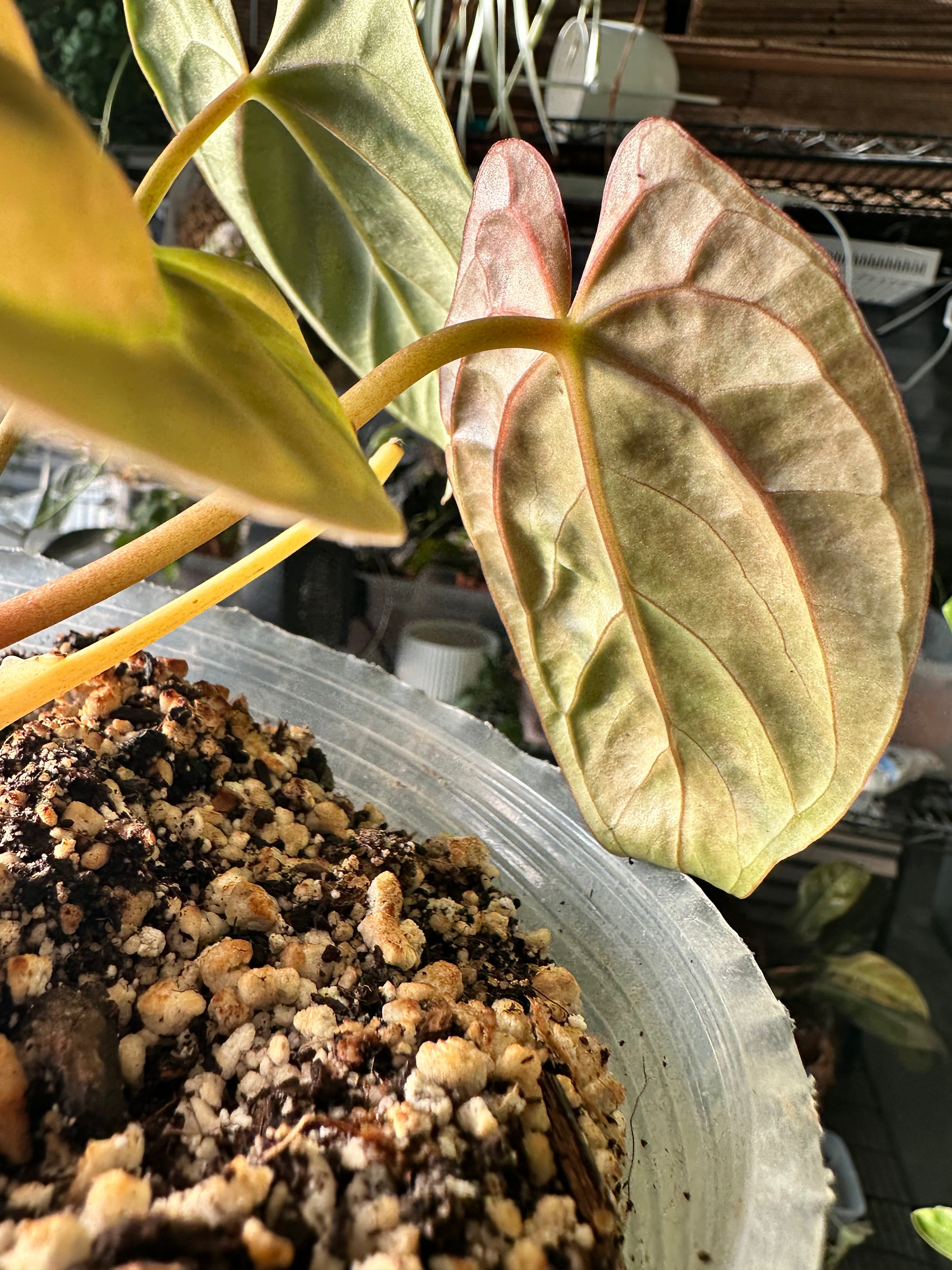 Anthurium Dark Phoenix rooted 3 leaves