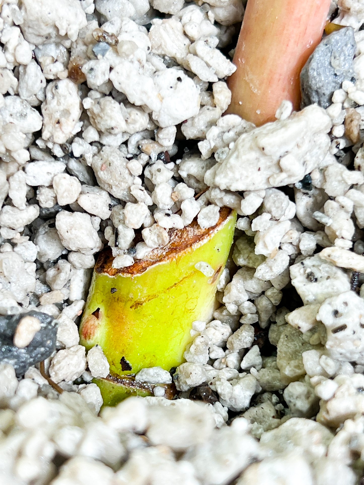 Philodendron Snowdrifts Slightly Rooted 1 leaf 1 growing bud