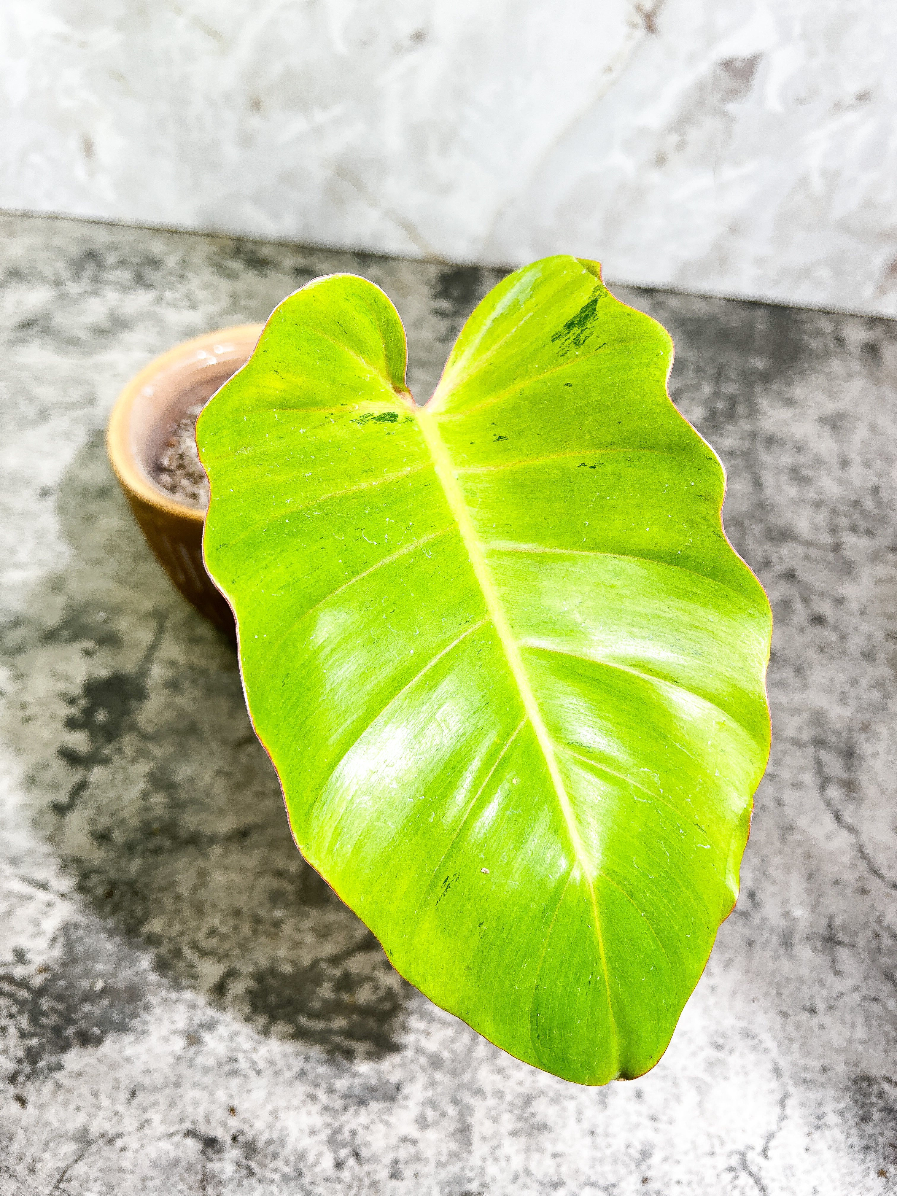 Philodendron Snowdrifts Slightly Rooted 1 leaf 1 growing bud