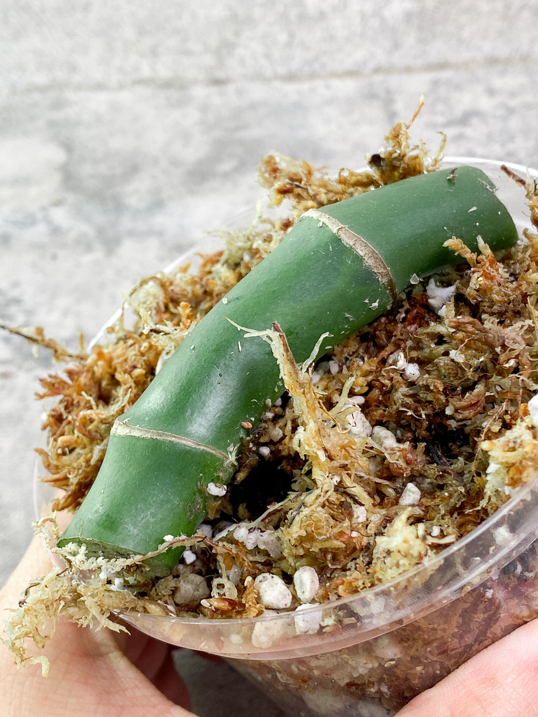 Rhaphidophora Sp Flame rooted node
