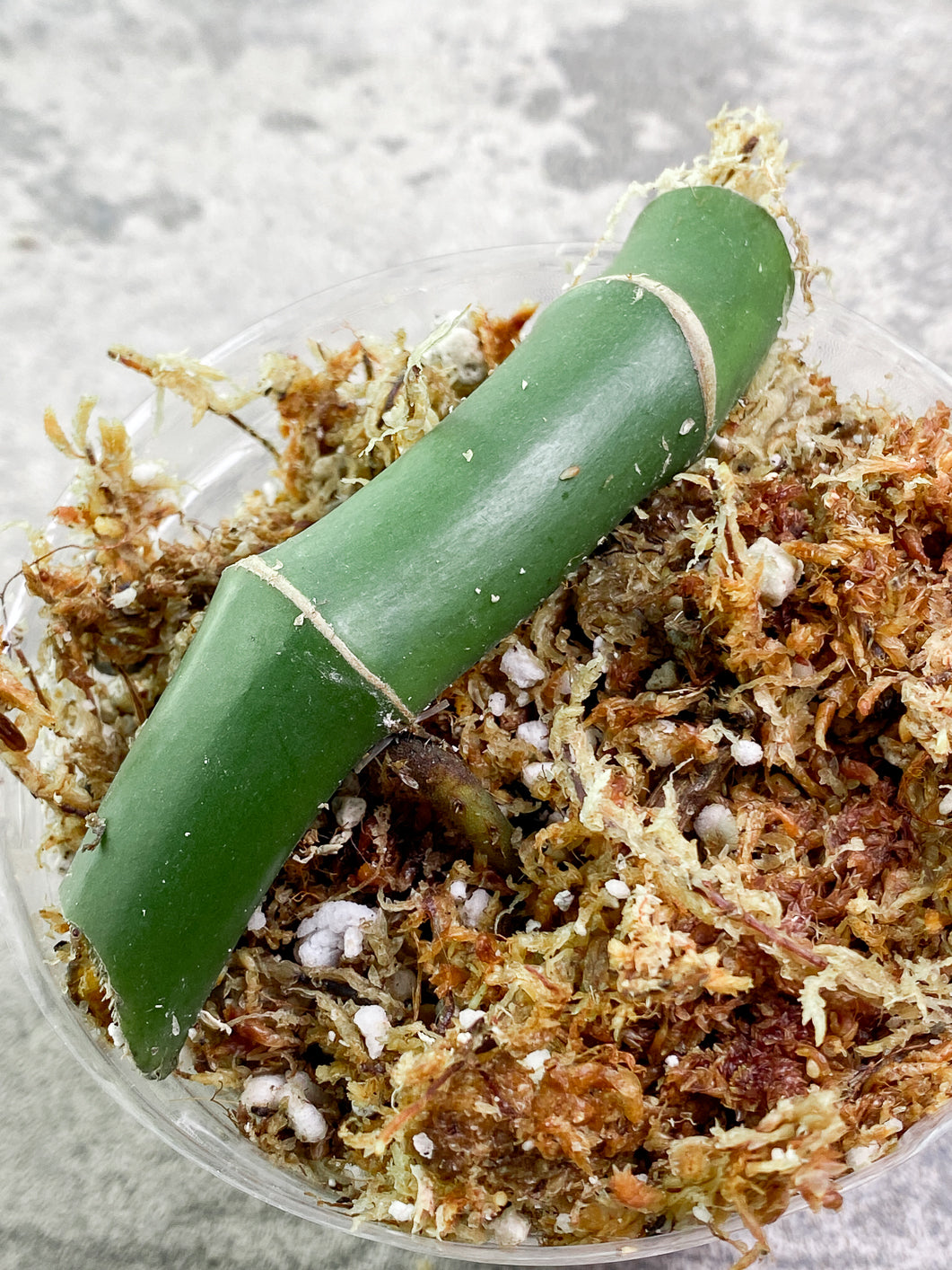 Rhaphidophora Sp Flame rooted node