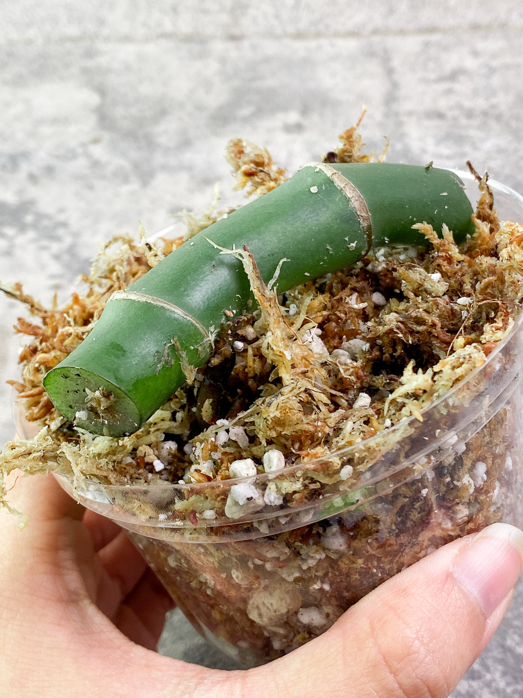 Rhaphidophora Sp Flame rooted node