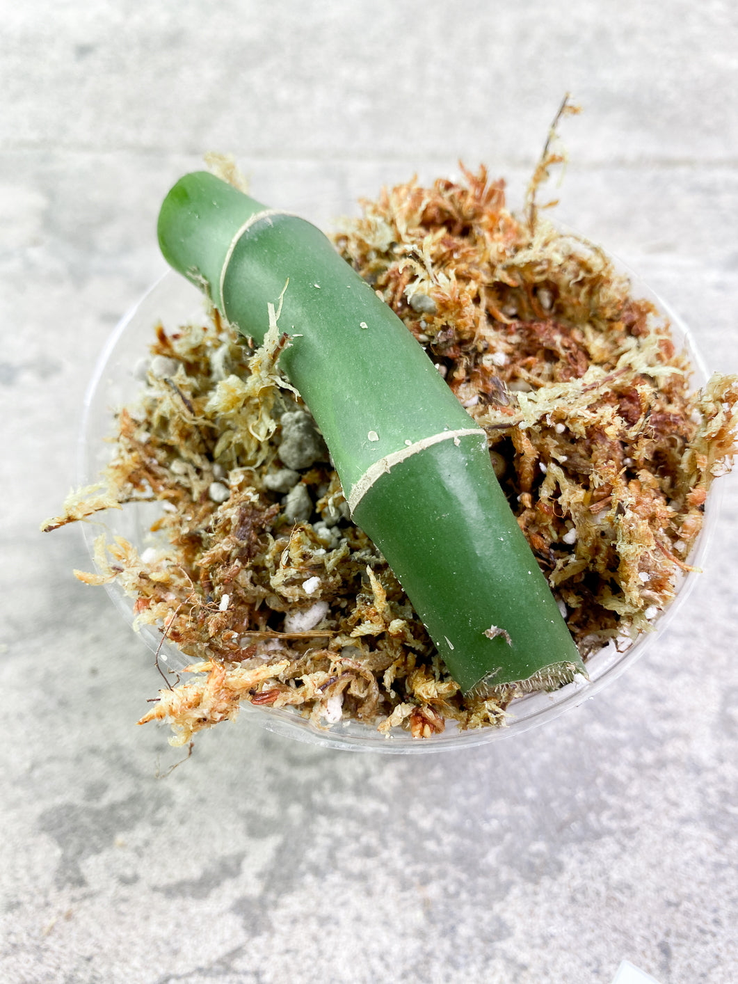 Rhaphidophora Sp Flame rooted node