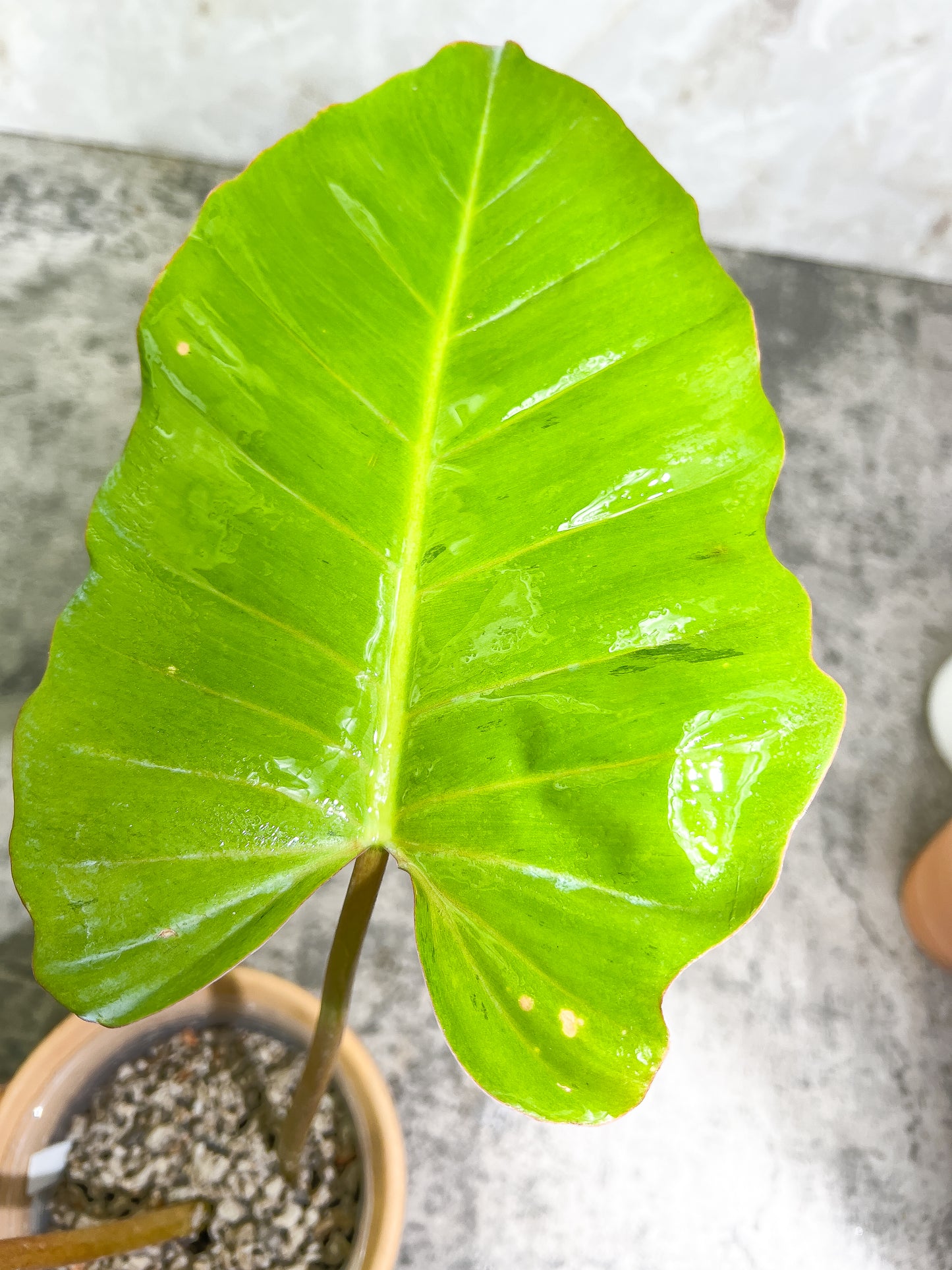 Philodendron Snowdrifts Slightly Rooted 2 leaves