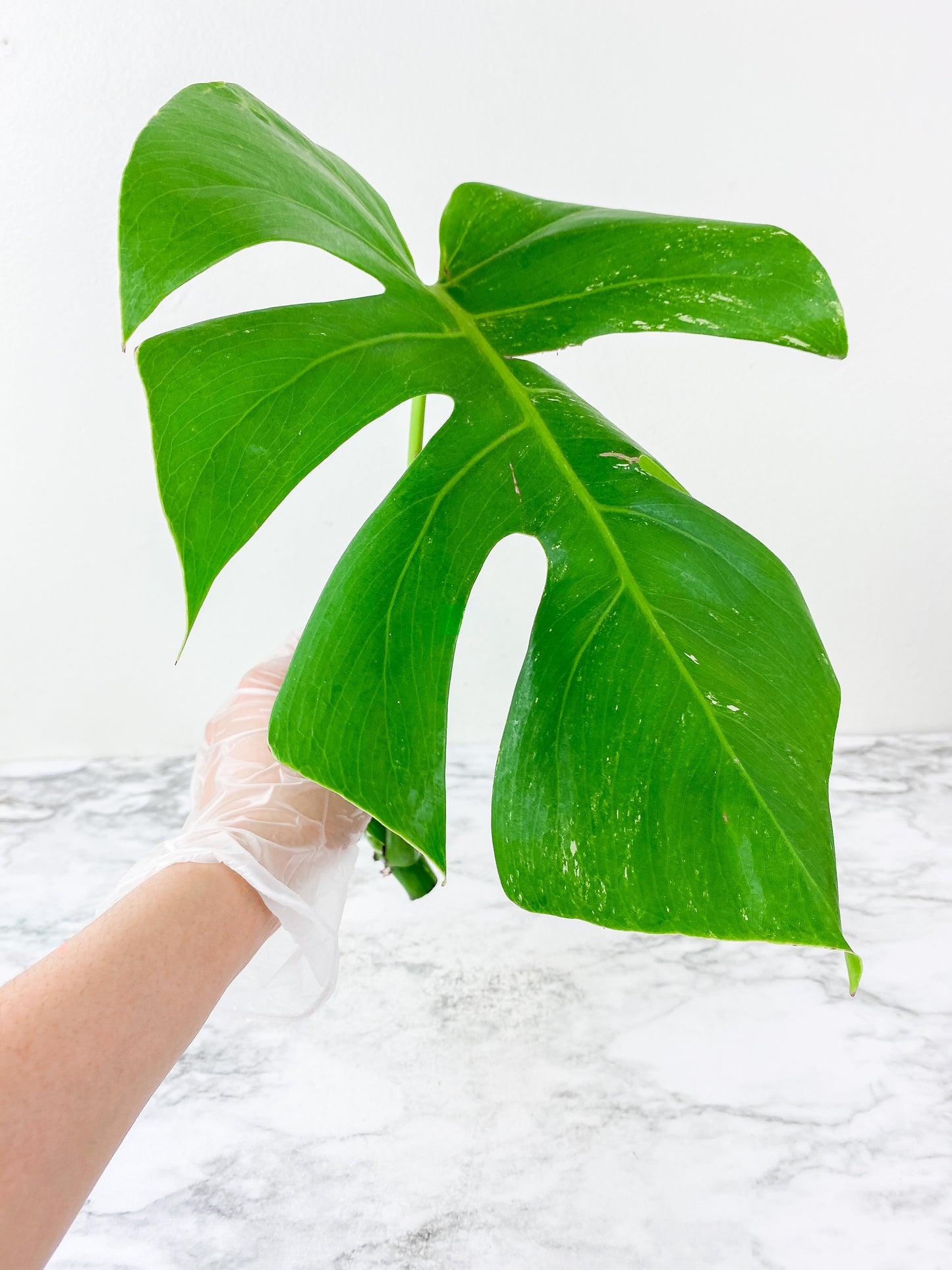Monstera Albo Borsigiana 1 leaf rooting cutting from a highly variegated specimen